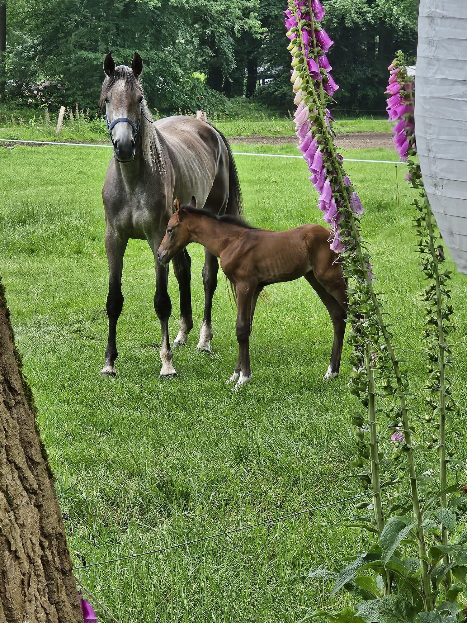 Natuurhuisje in Nutter