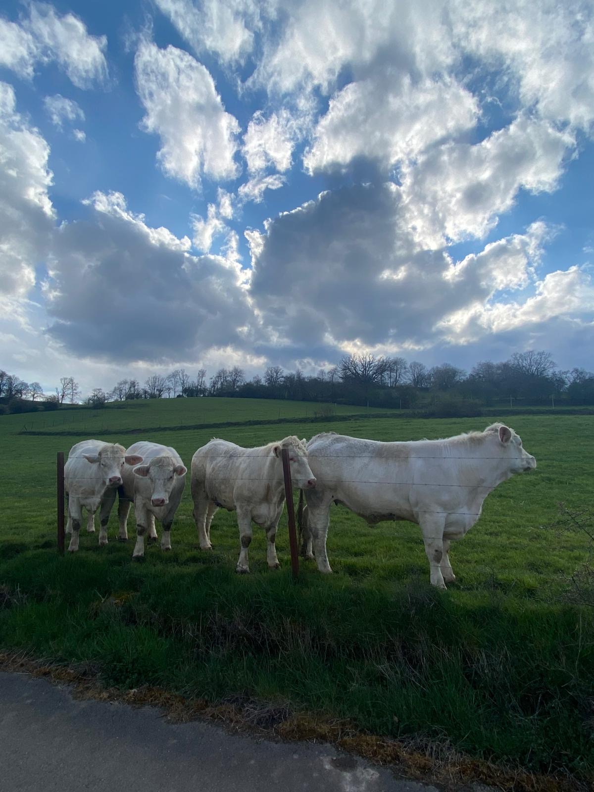- image: 16