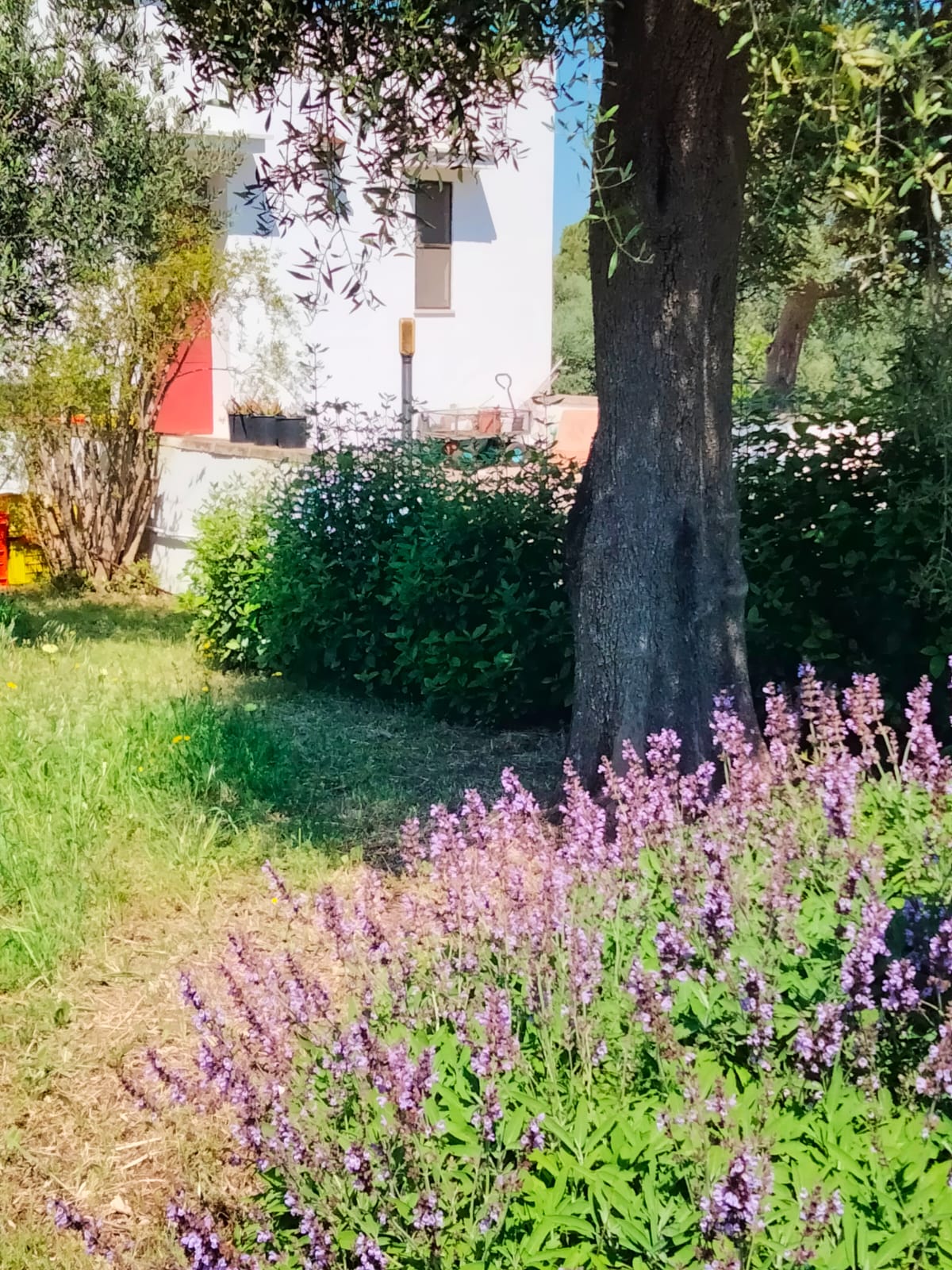 - image: 43