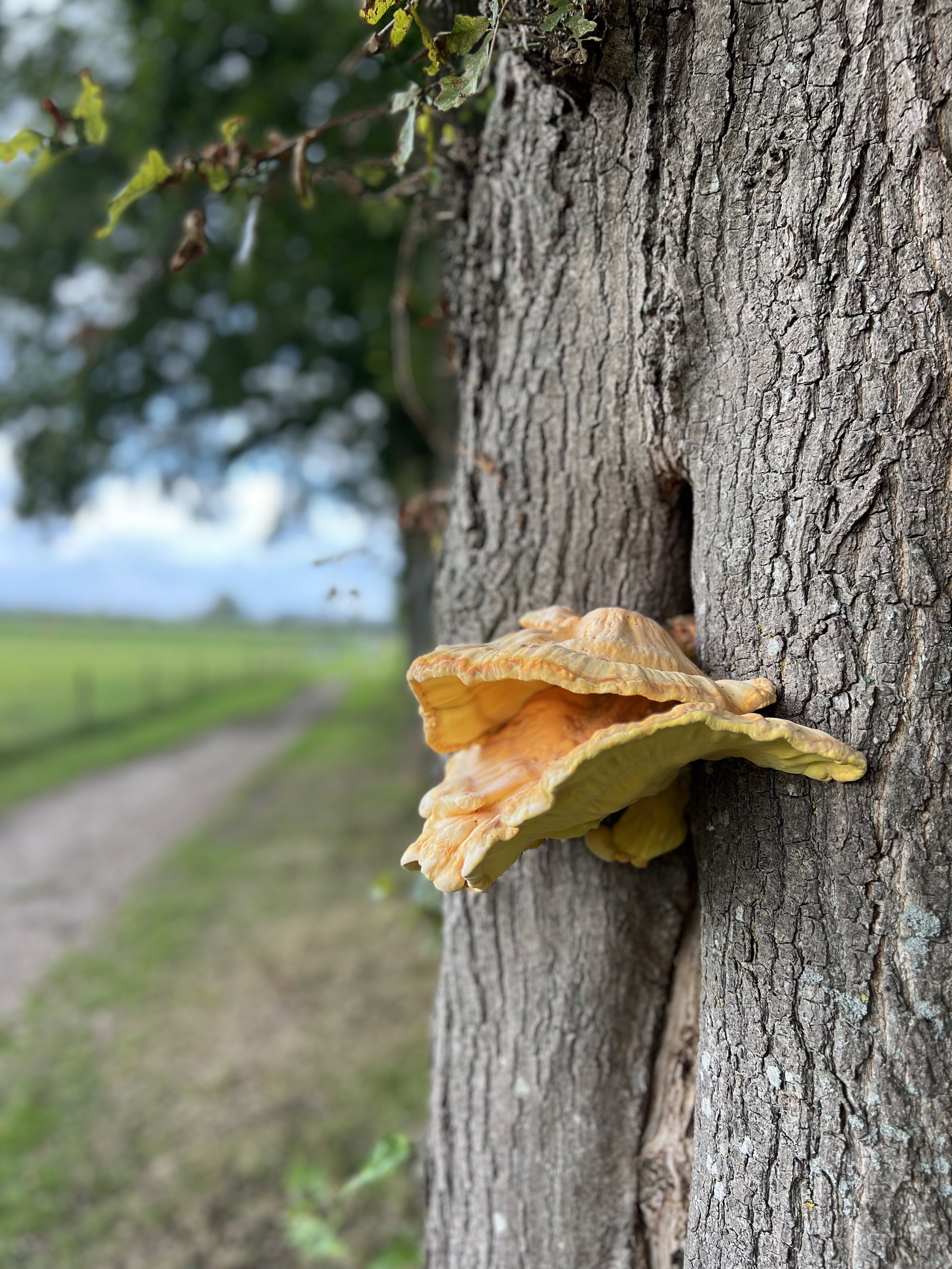 - image: 50