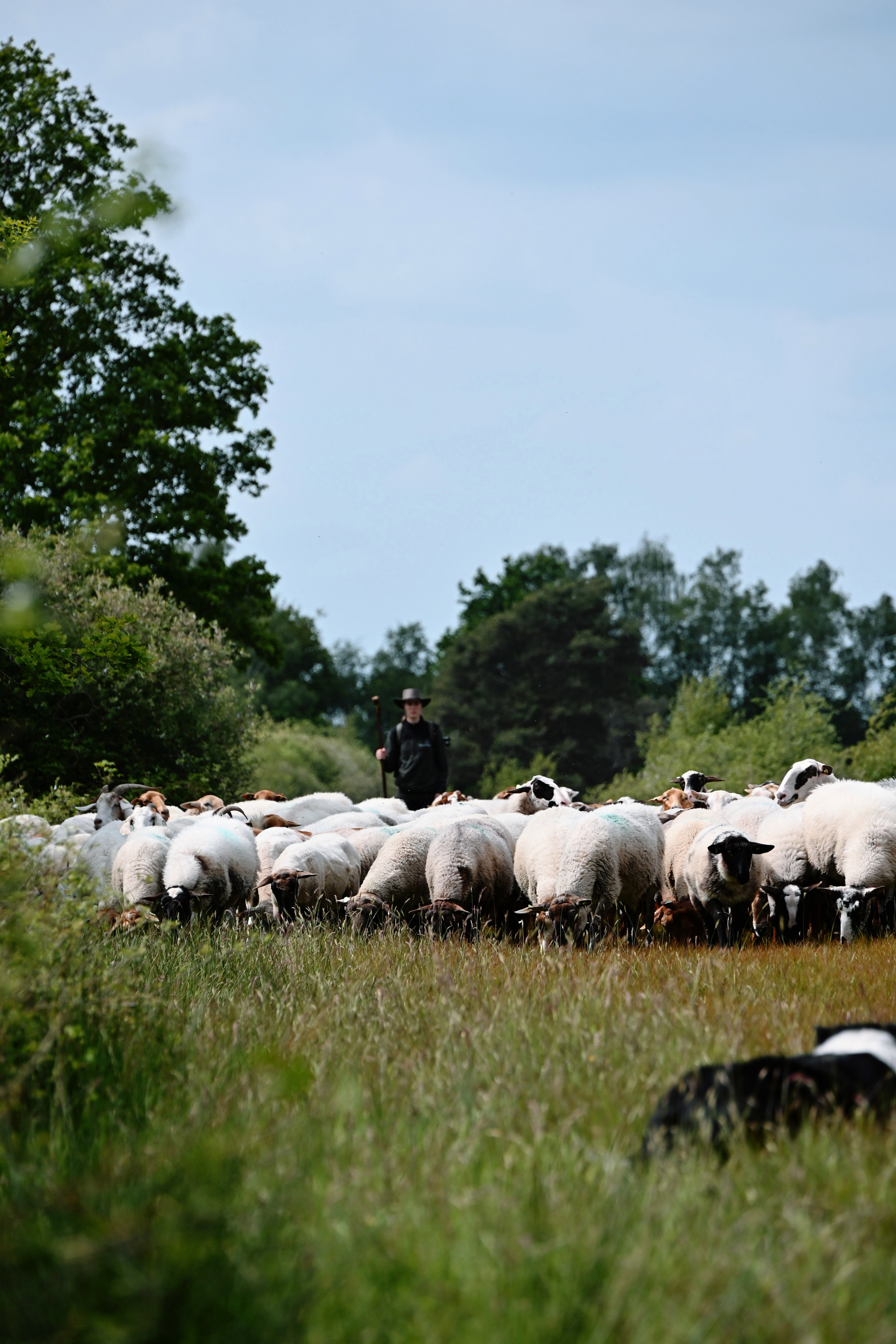 - image: 13