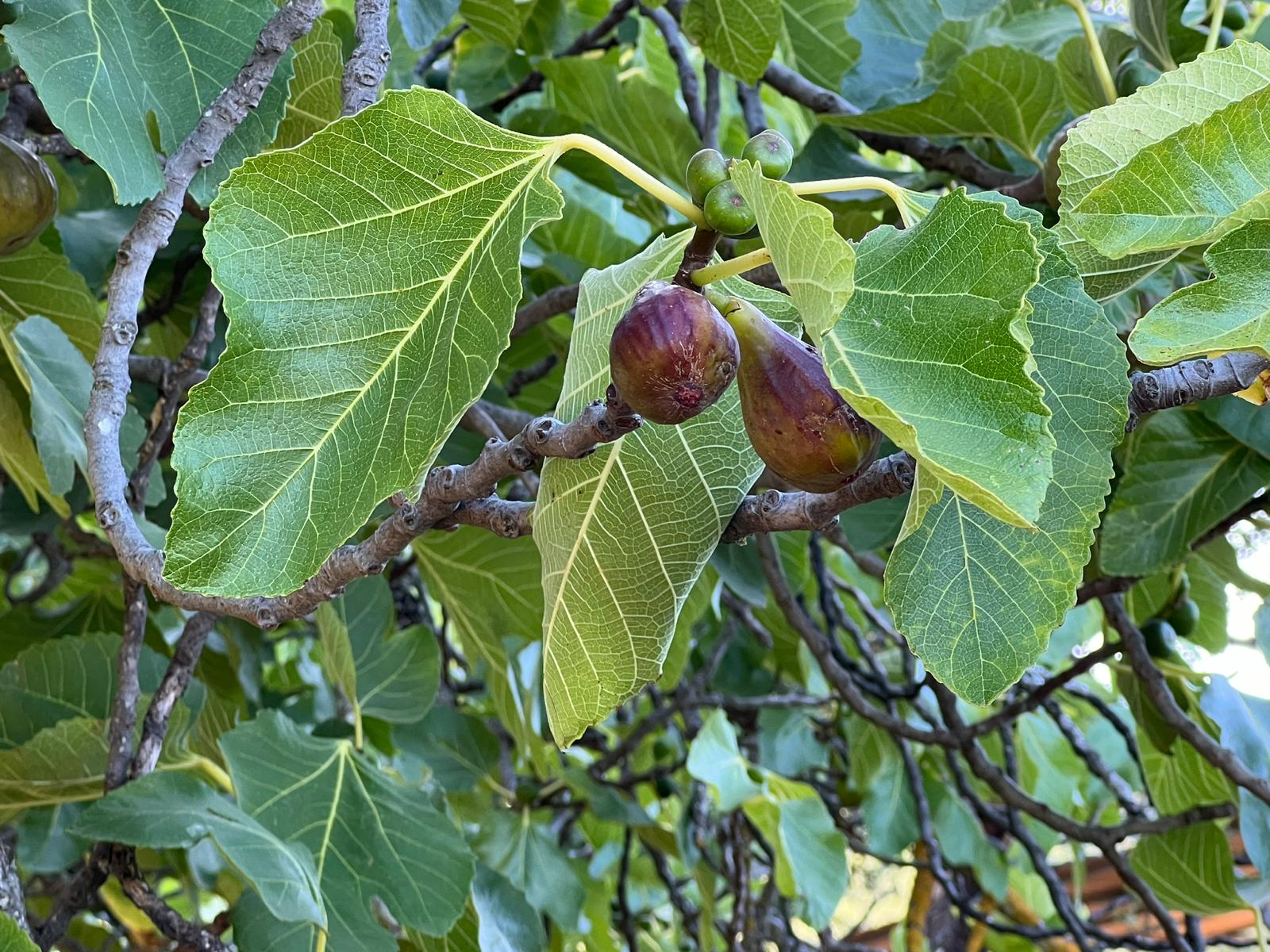 - image: 13