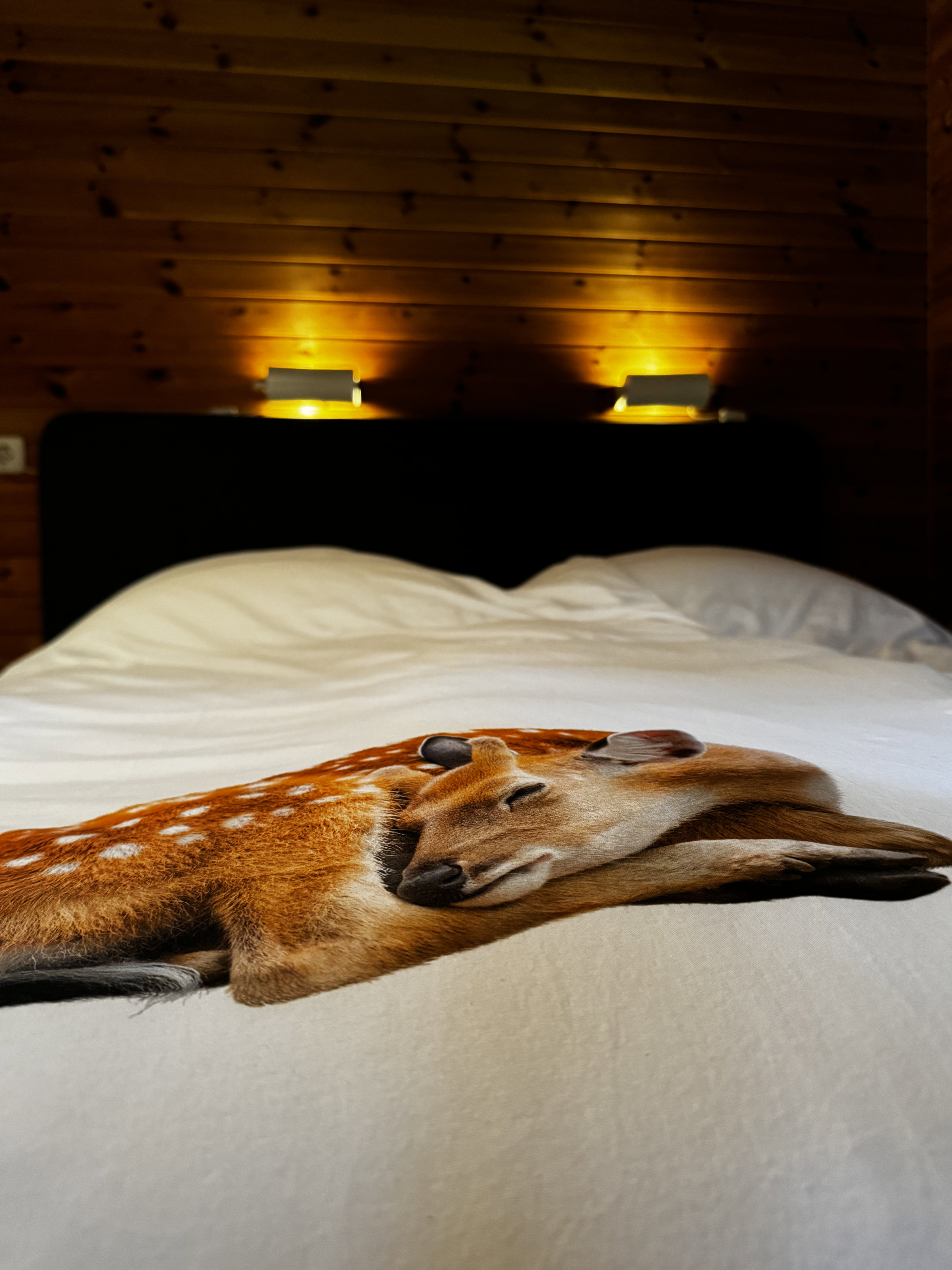 - image: 16