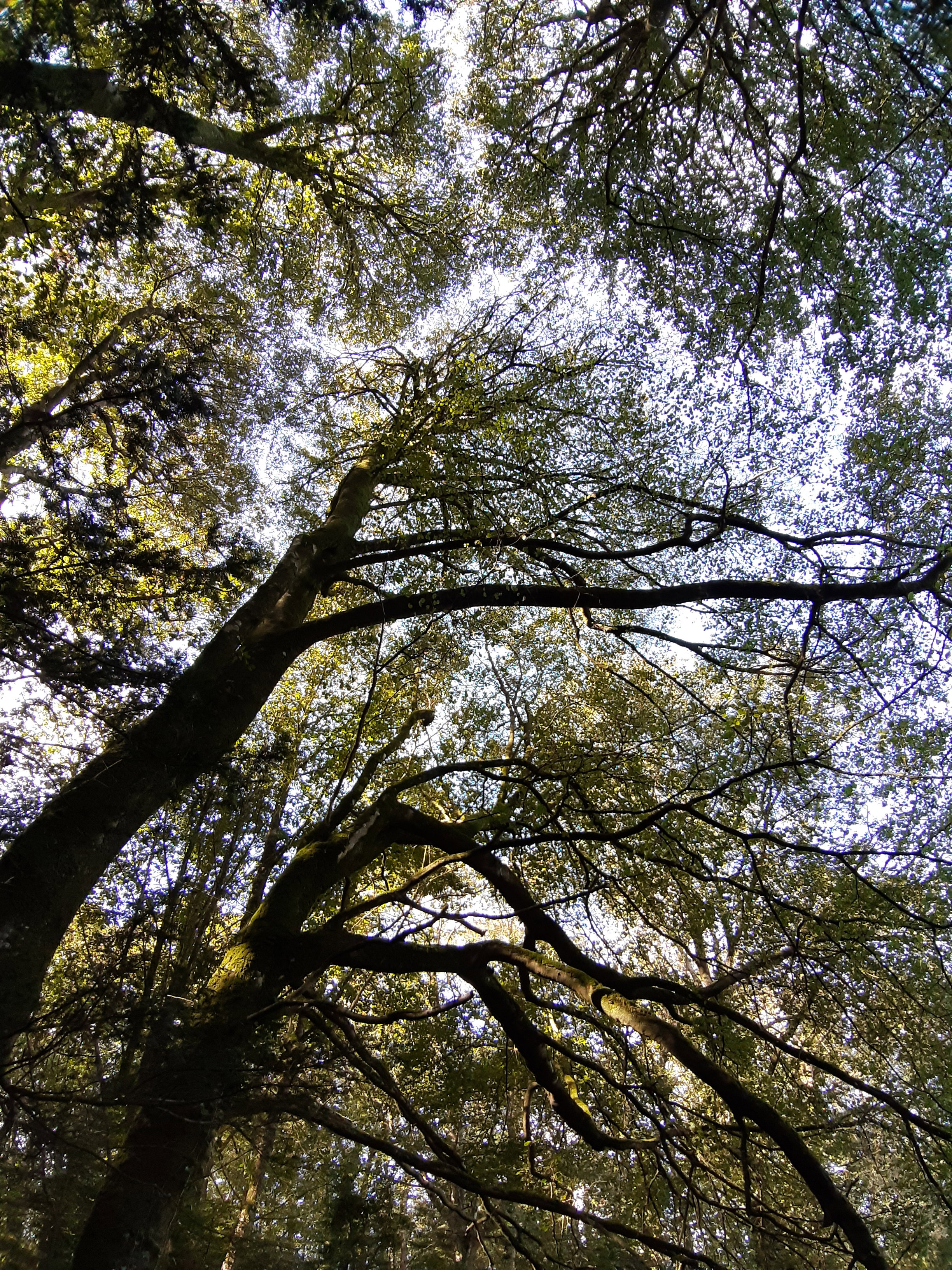 Natuurhuisje in plouvorn