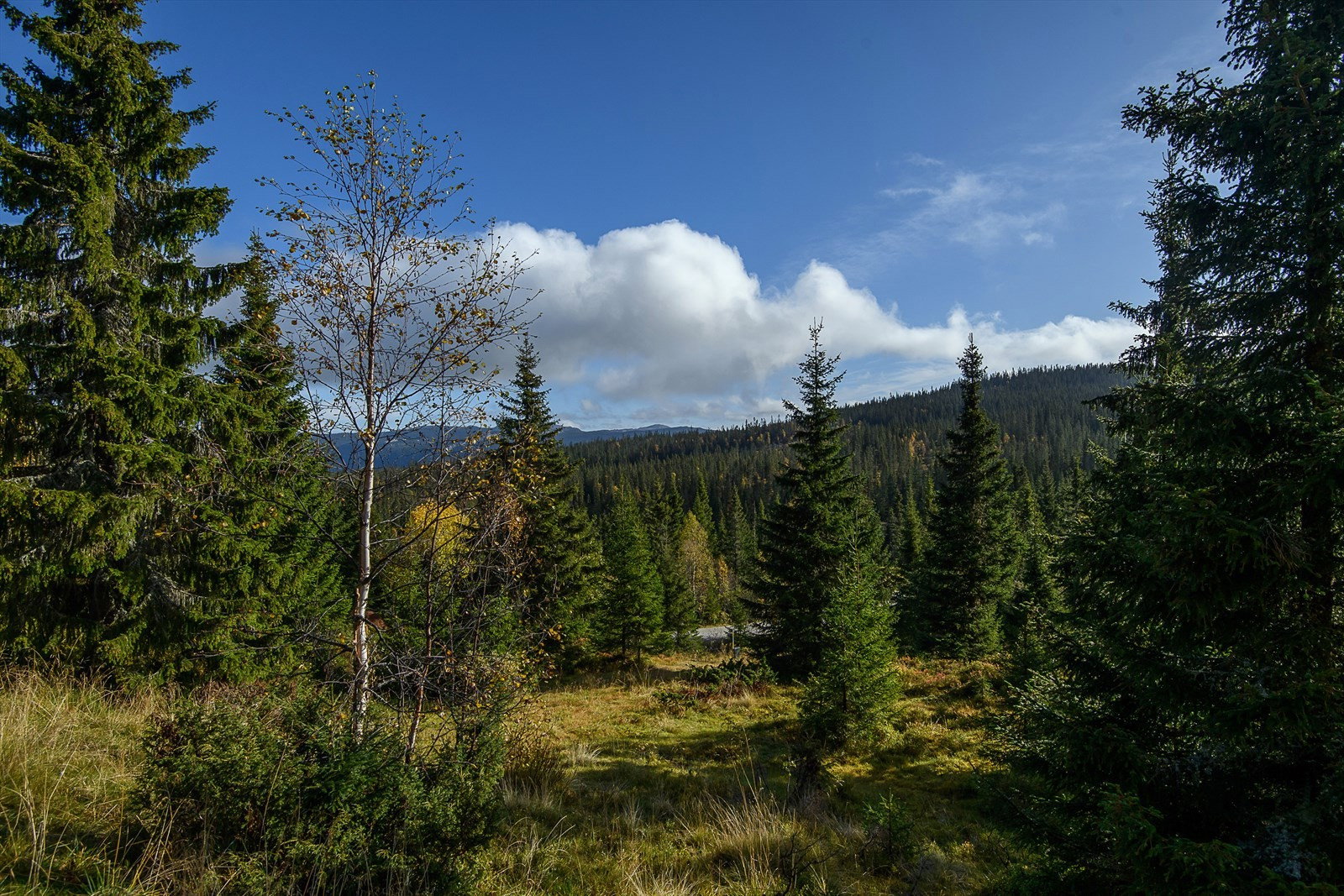 - image: 25