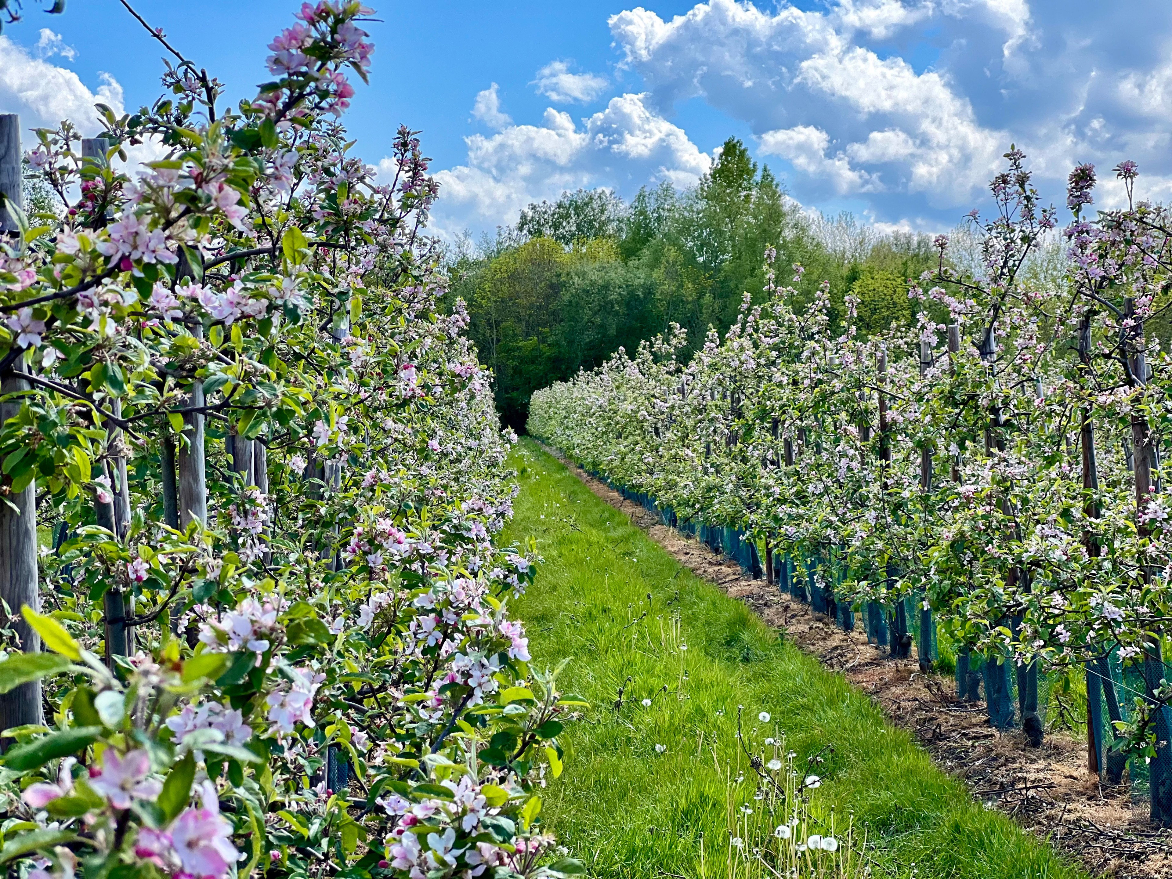 Naturhäuschen in Wissenkerke