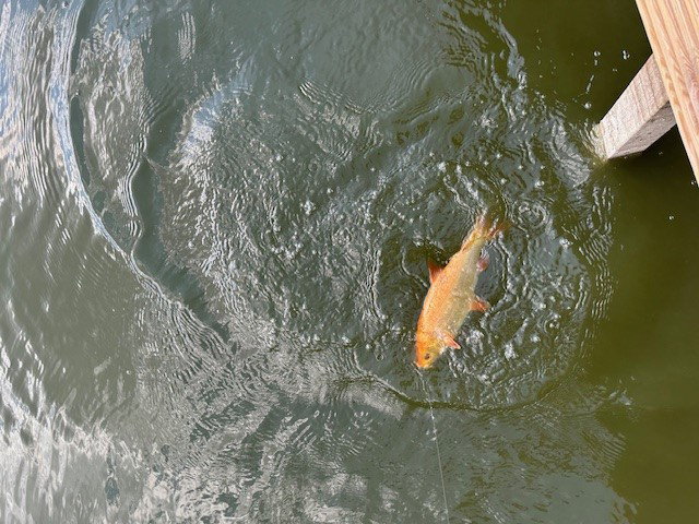 - image: 42