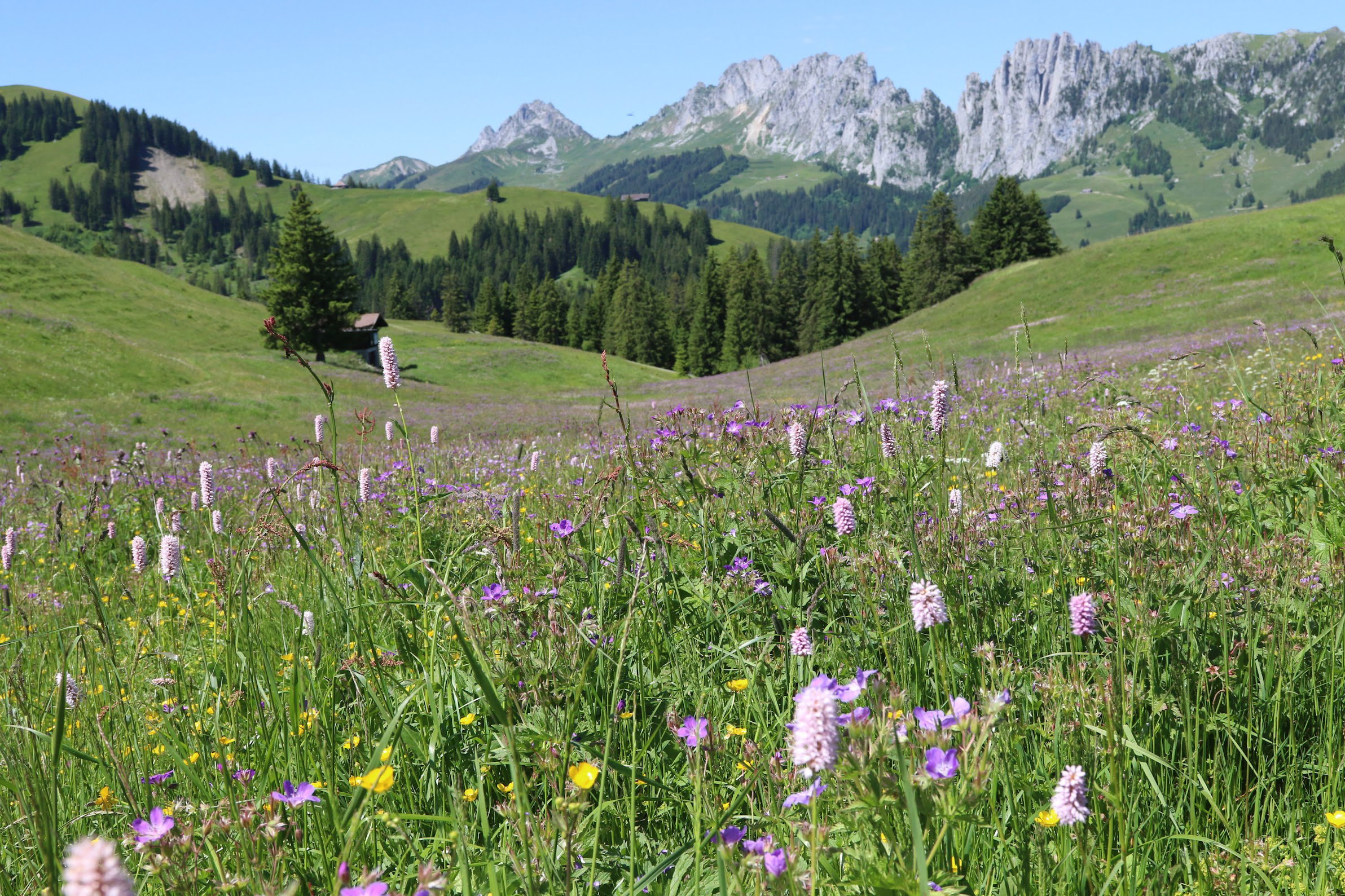 Naturhäuschen in Boltigen