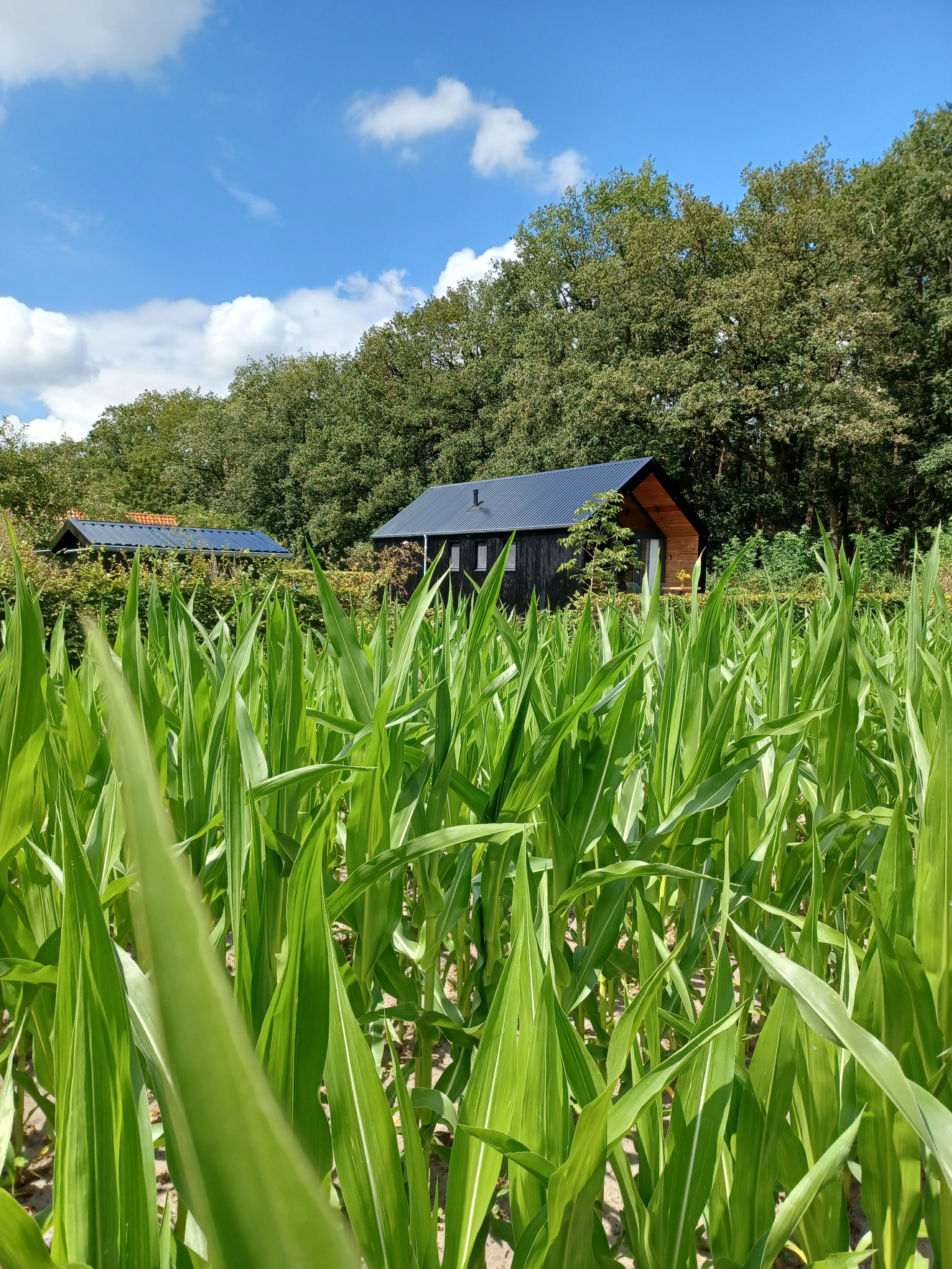 Casa nella natura a Hollandscheveld
