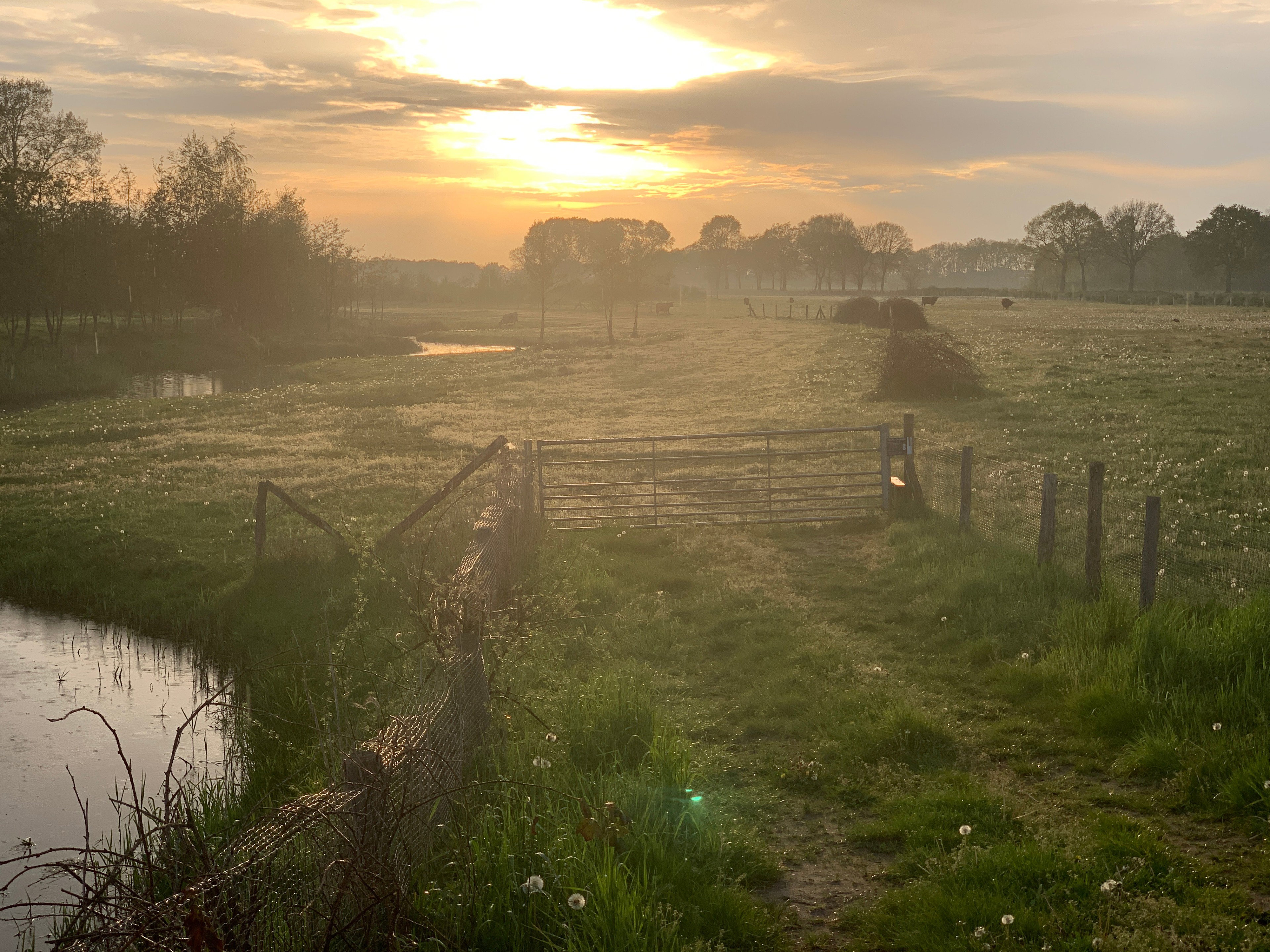 - image: 11