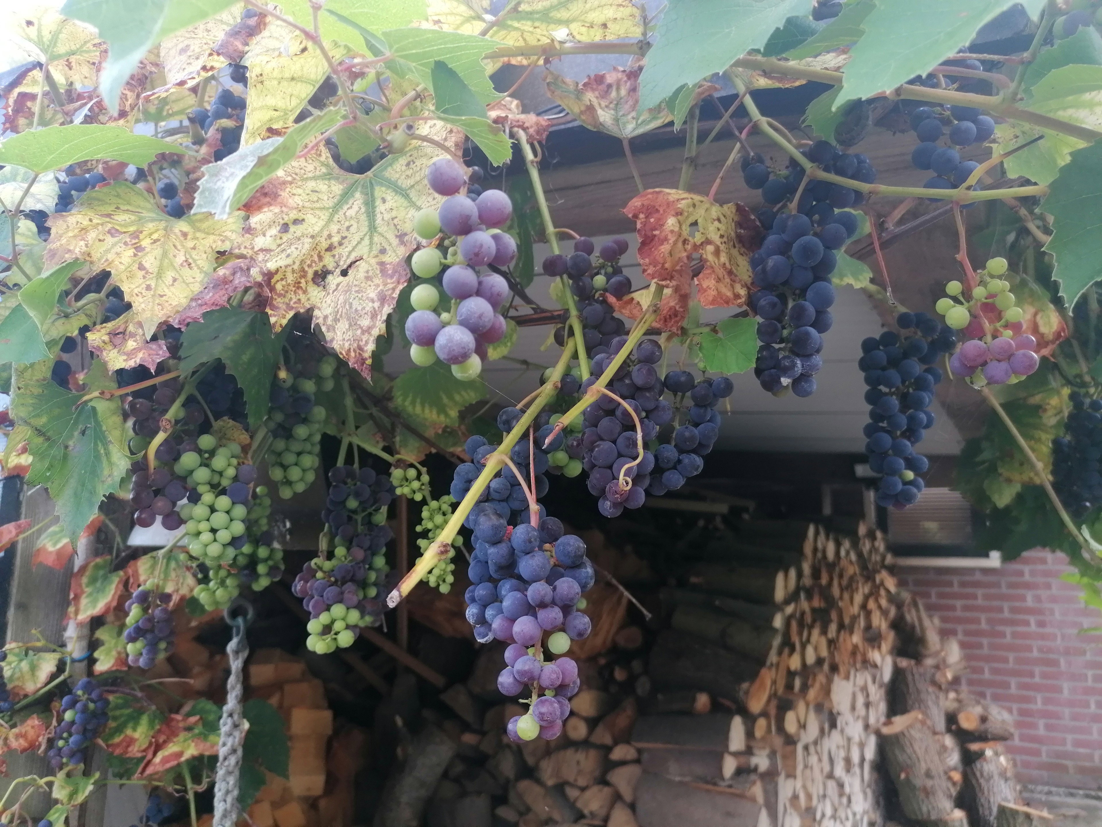 Casa nella natura a Nij Beets