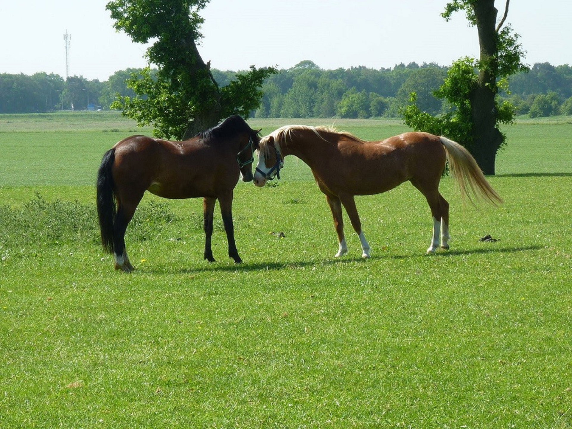 Naturhäuschen in Diffelen