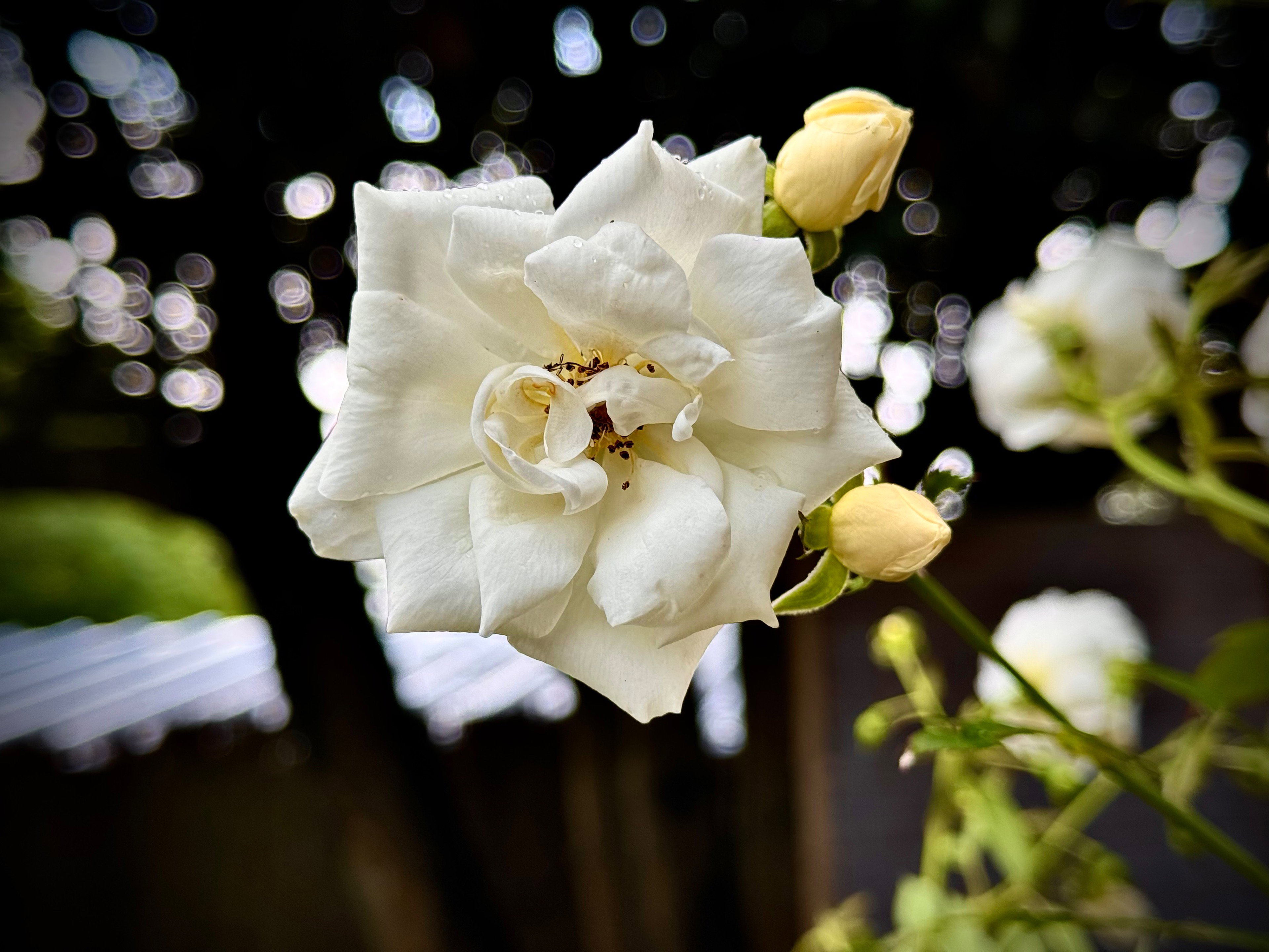 - image: 15