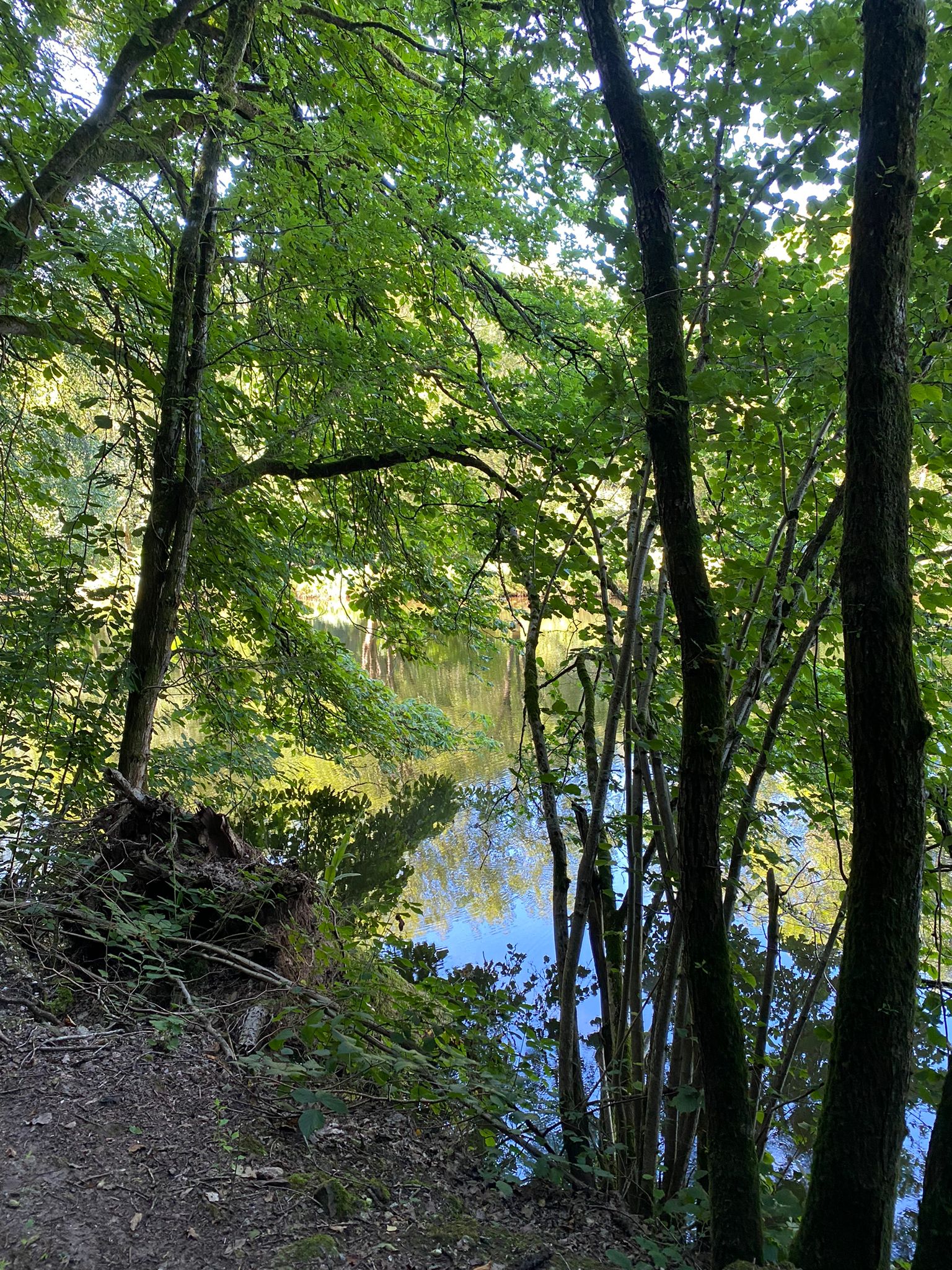 - image: 40