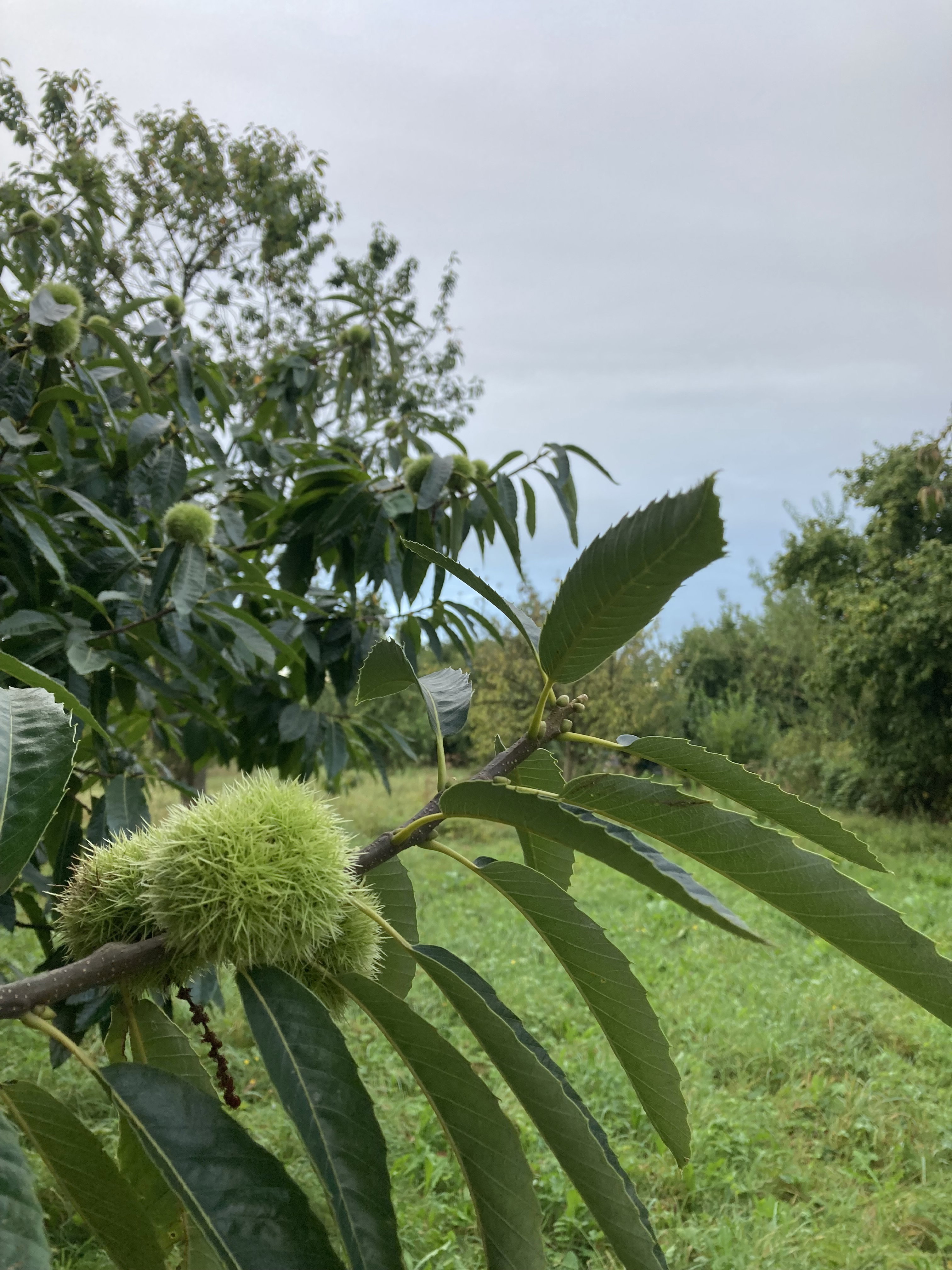 Casa nella natura a Ophemert