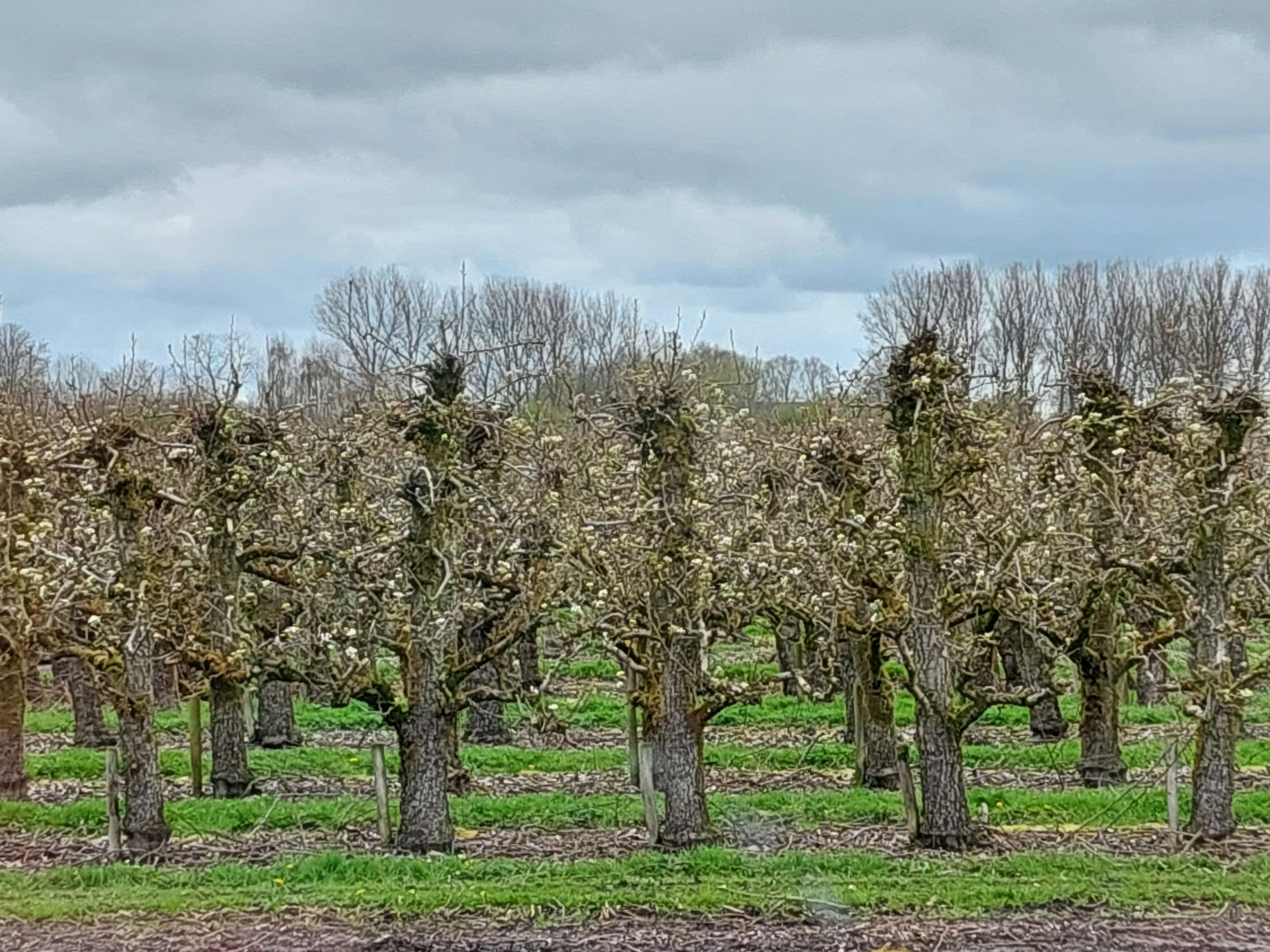 Natuurhuisje in Hengstdijk