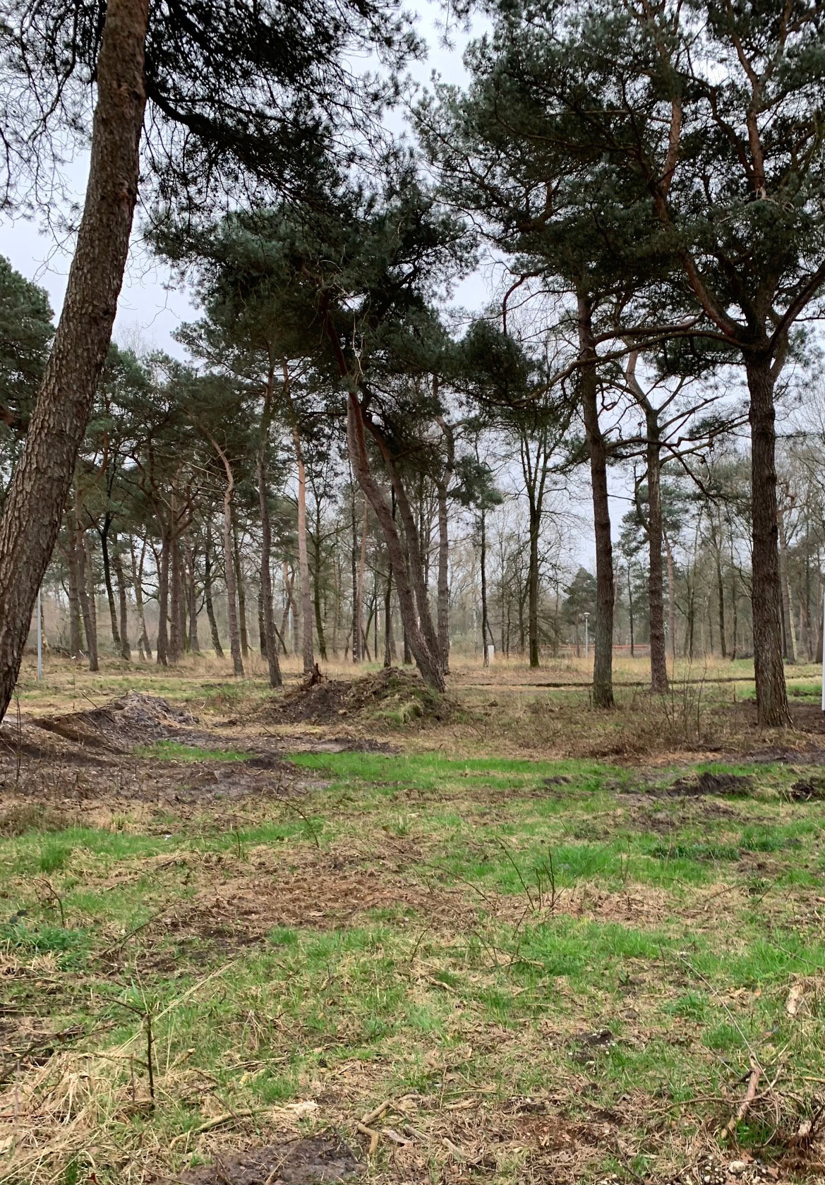 Natuurhuisje in Haarle