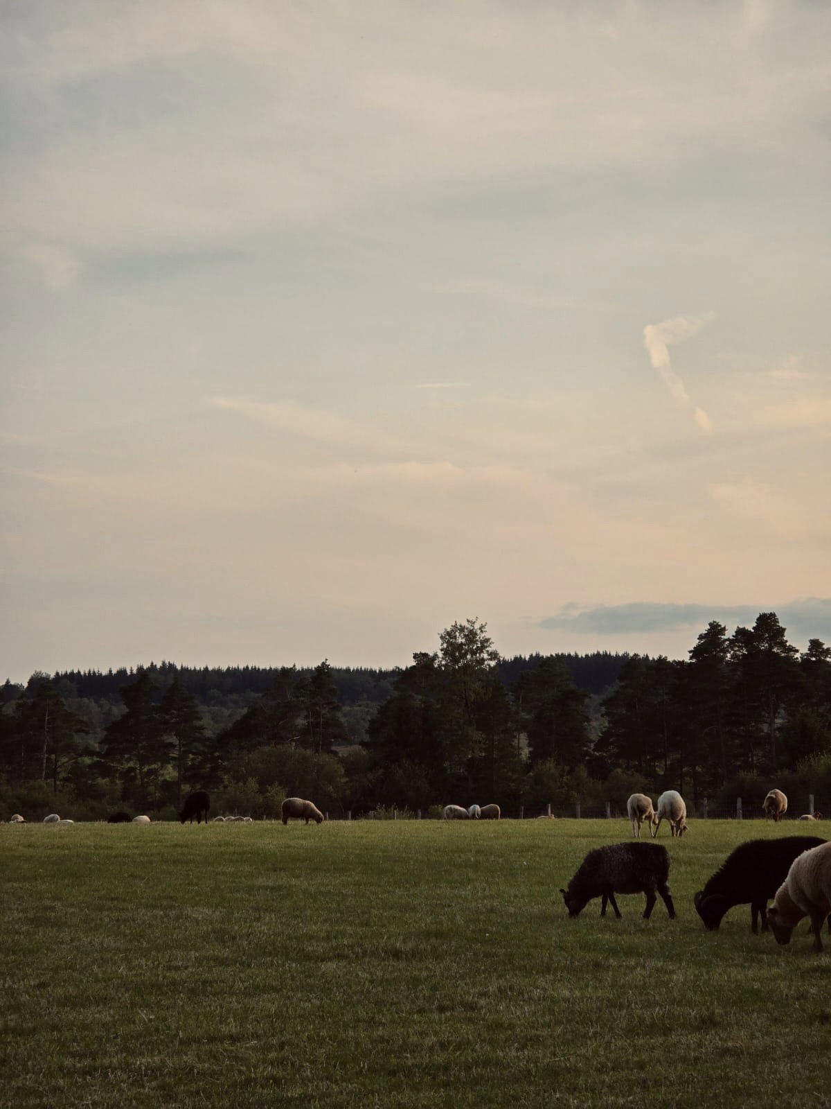 - image: 14