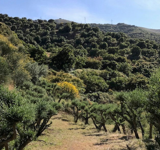 Natuurhuisje in Almuñécar