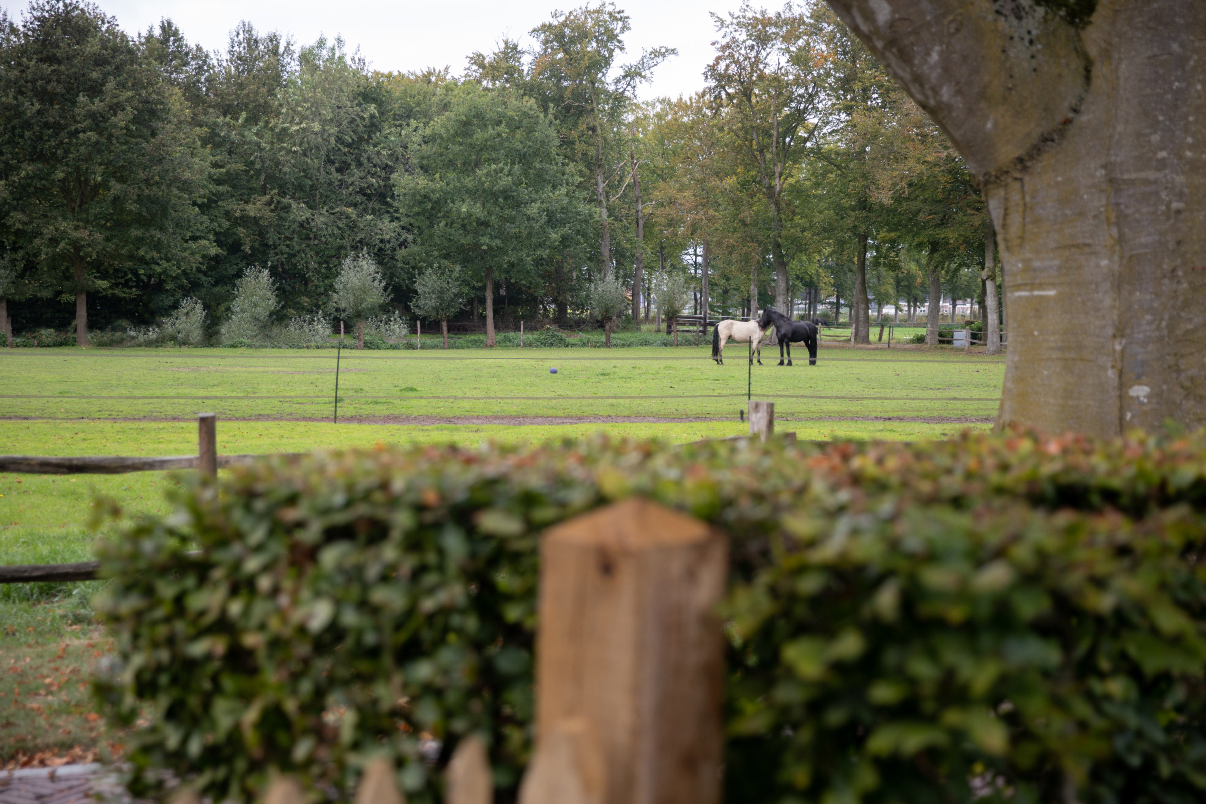 Natuurhuisje in Oldebroek