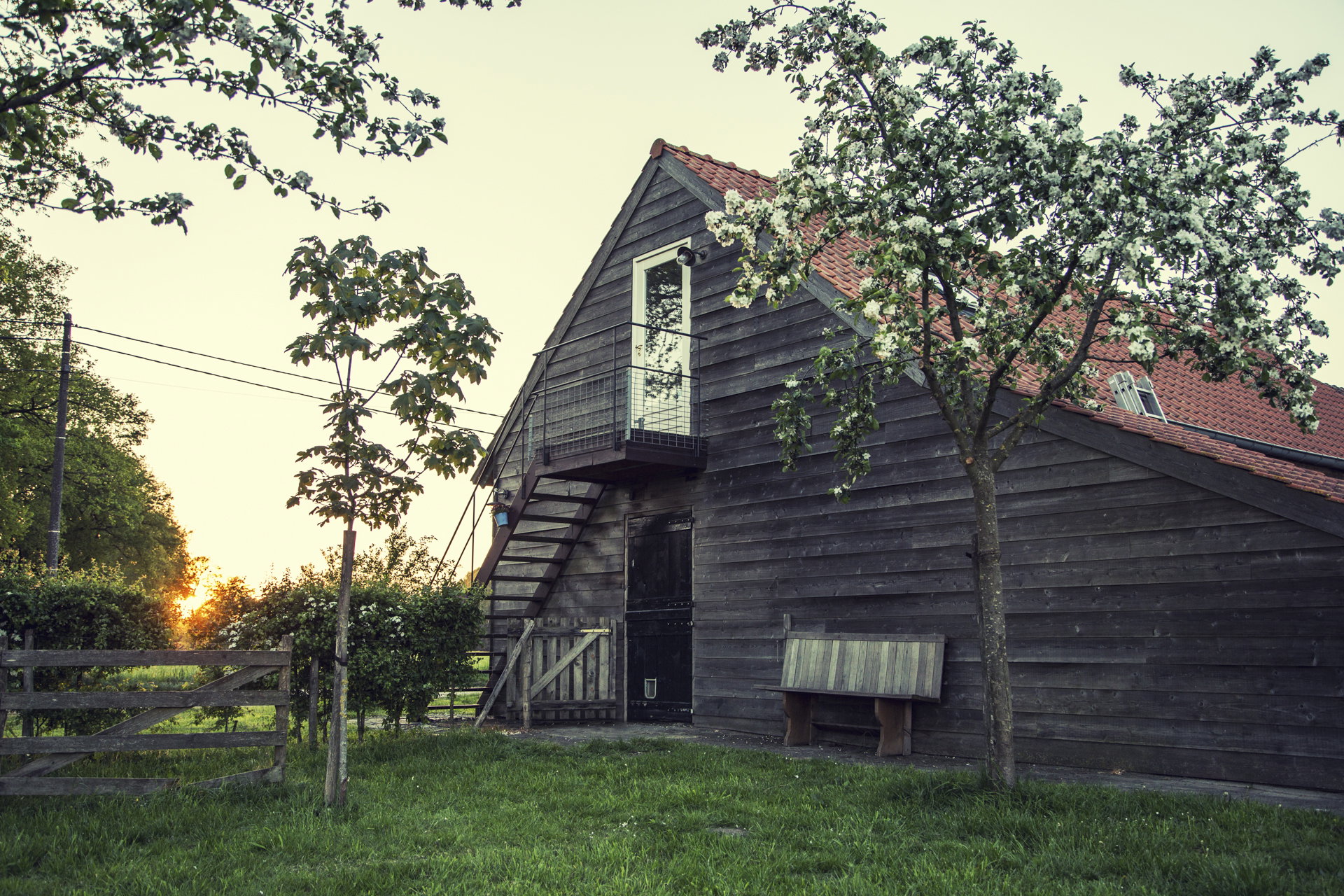 - image: 1
