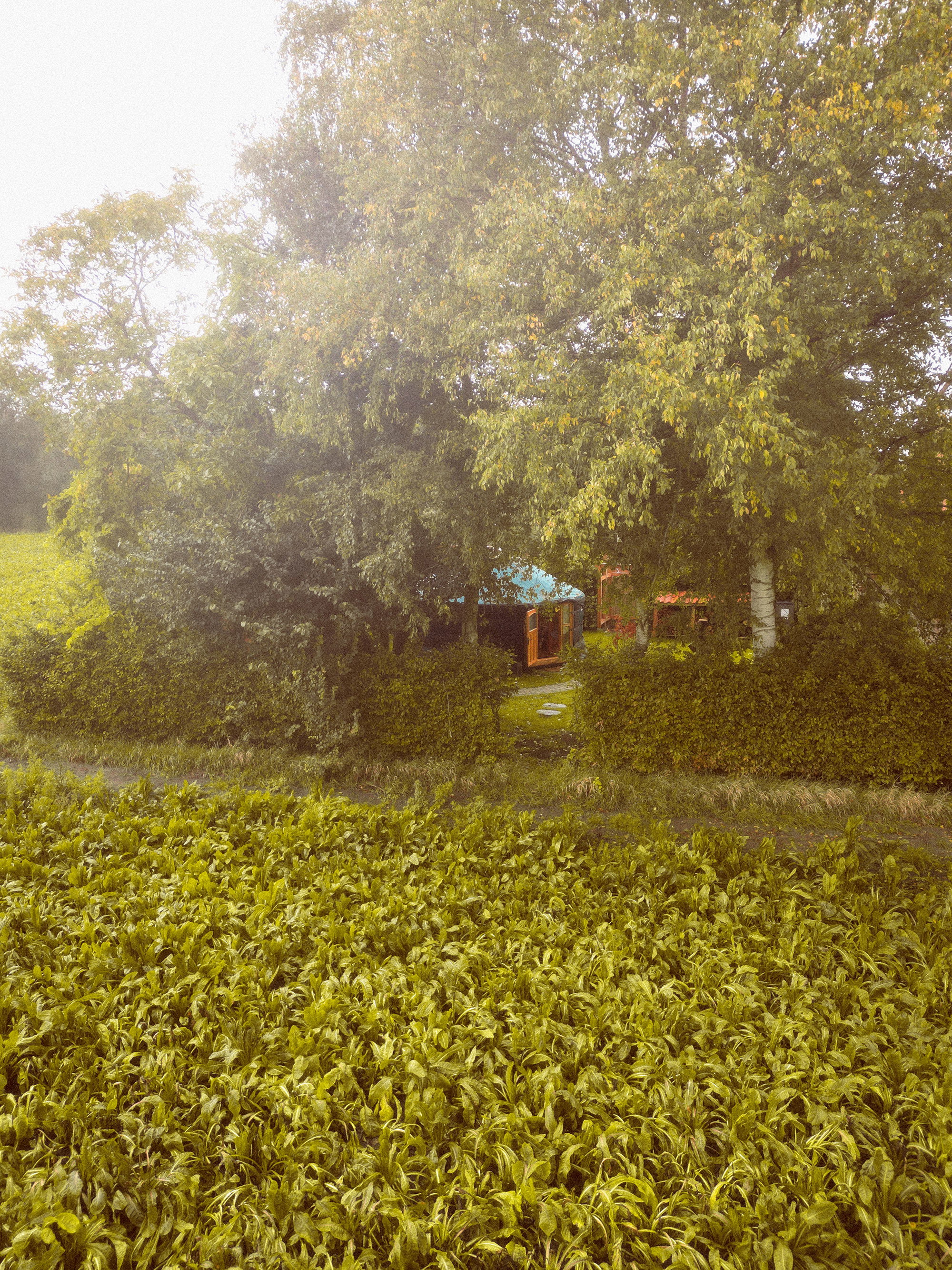 Natuurhuisje in Wedde