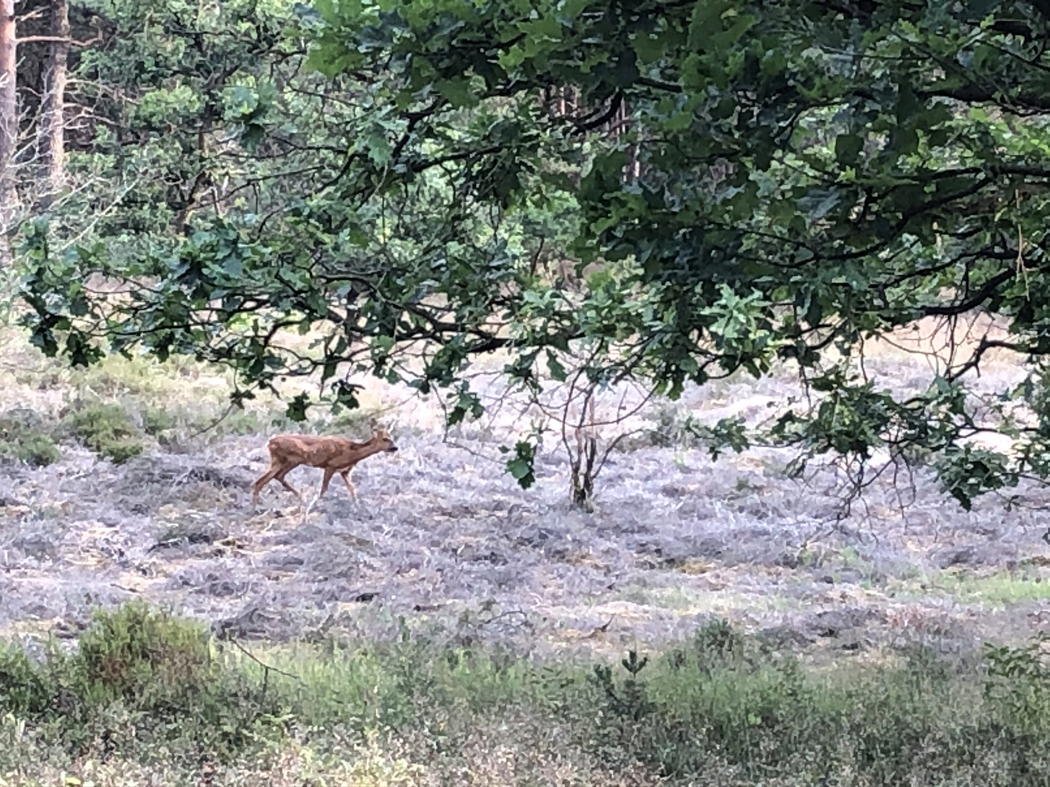 Naturhäuschen in Doornspijk