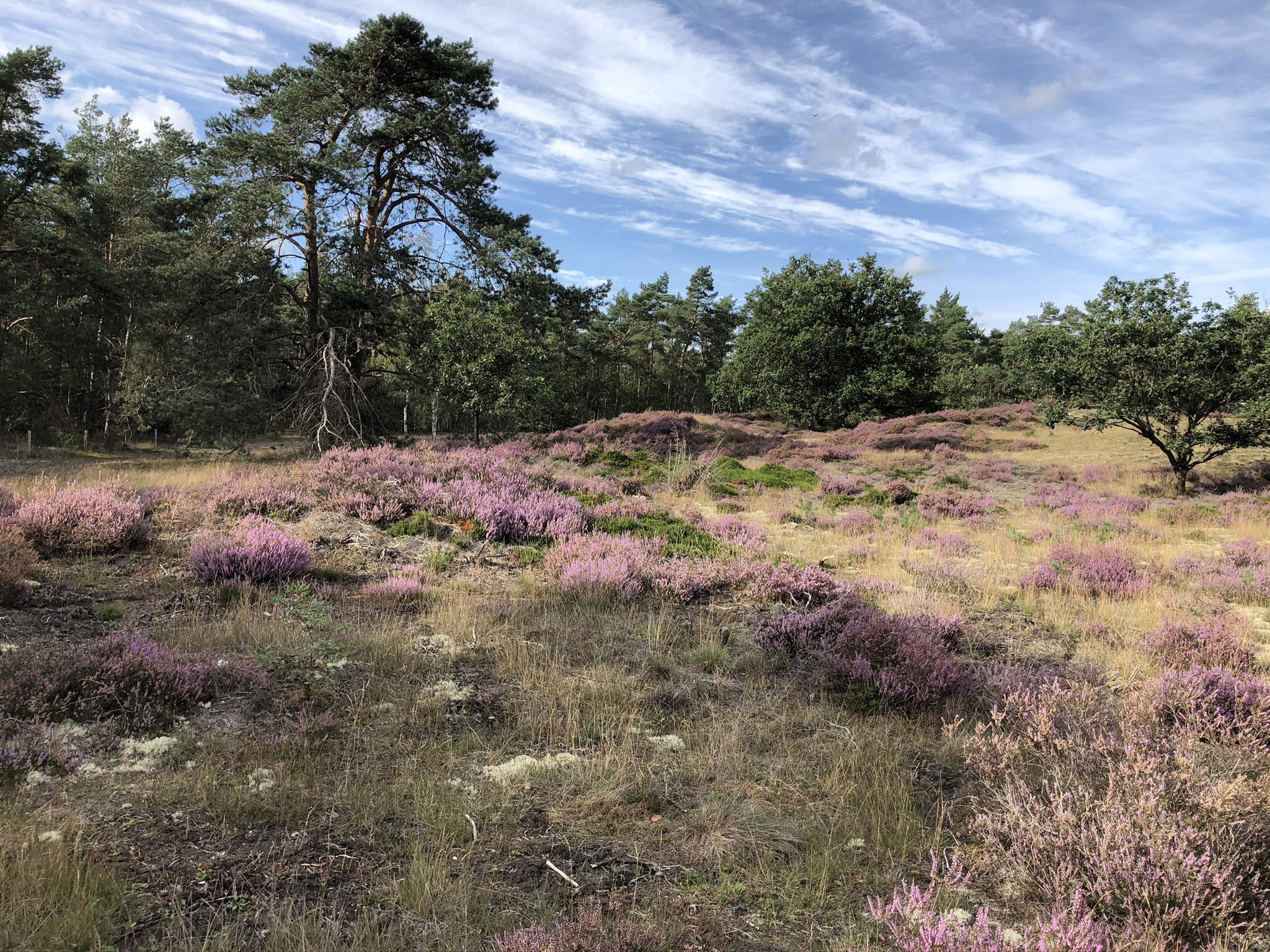 Naturhäuschen in Doornspijk