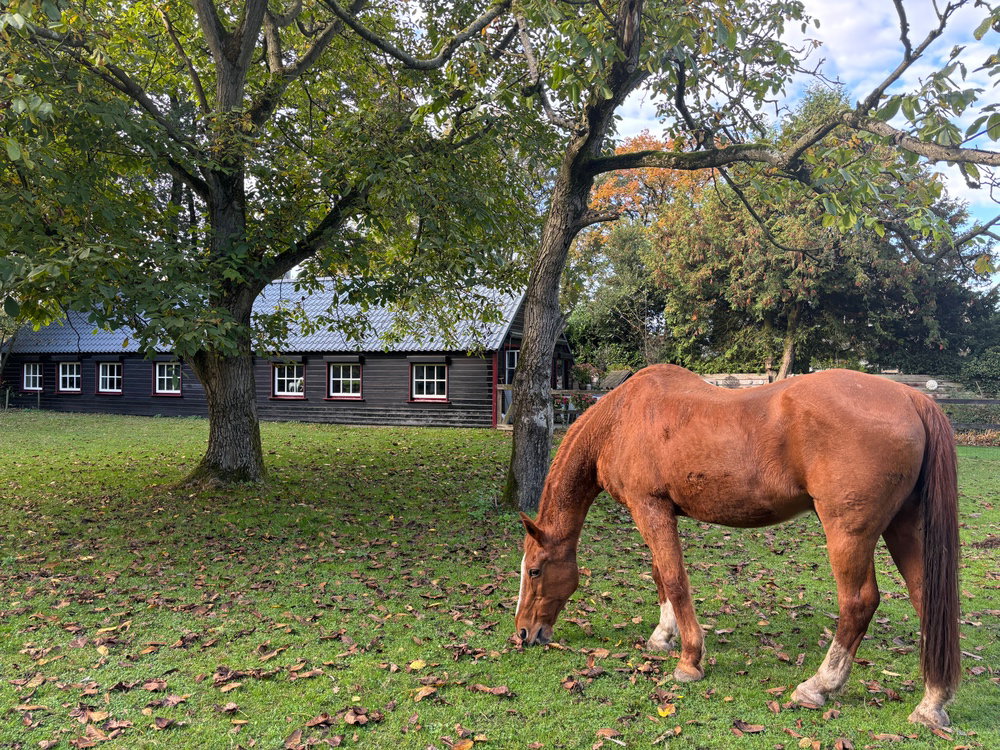 Casa nella natura a Houtdorp  gemeente Ermelo