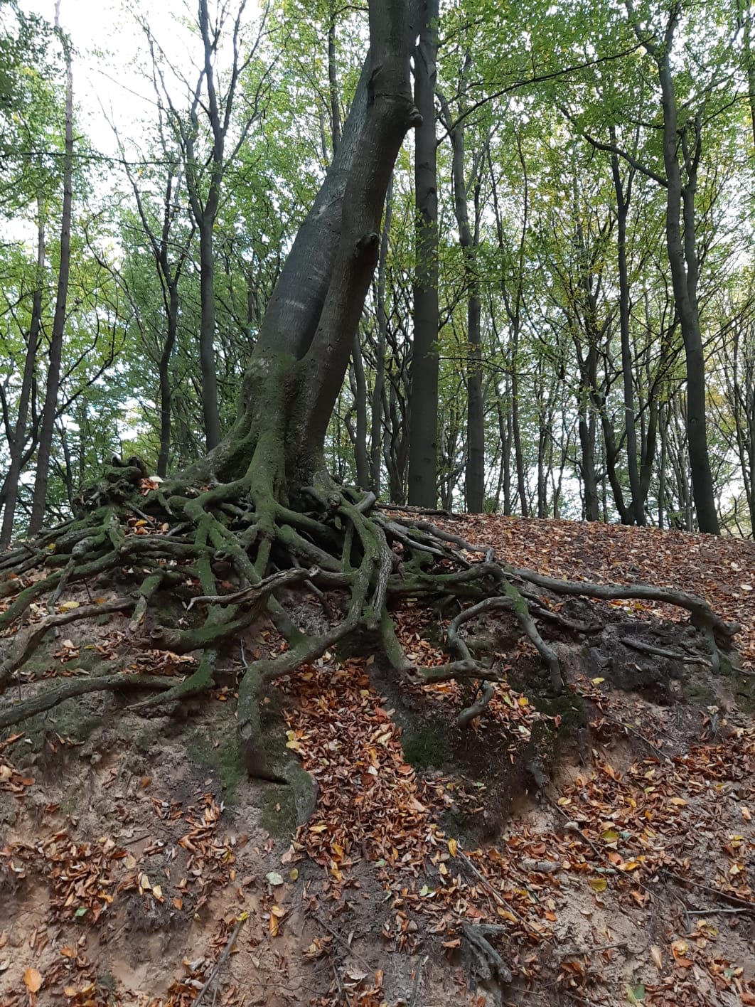 - image: 28