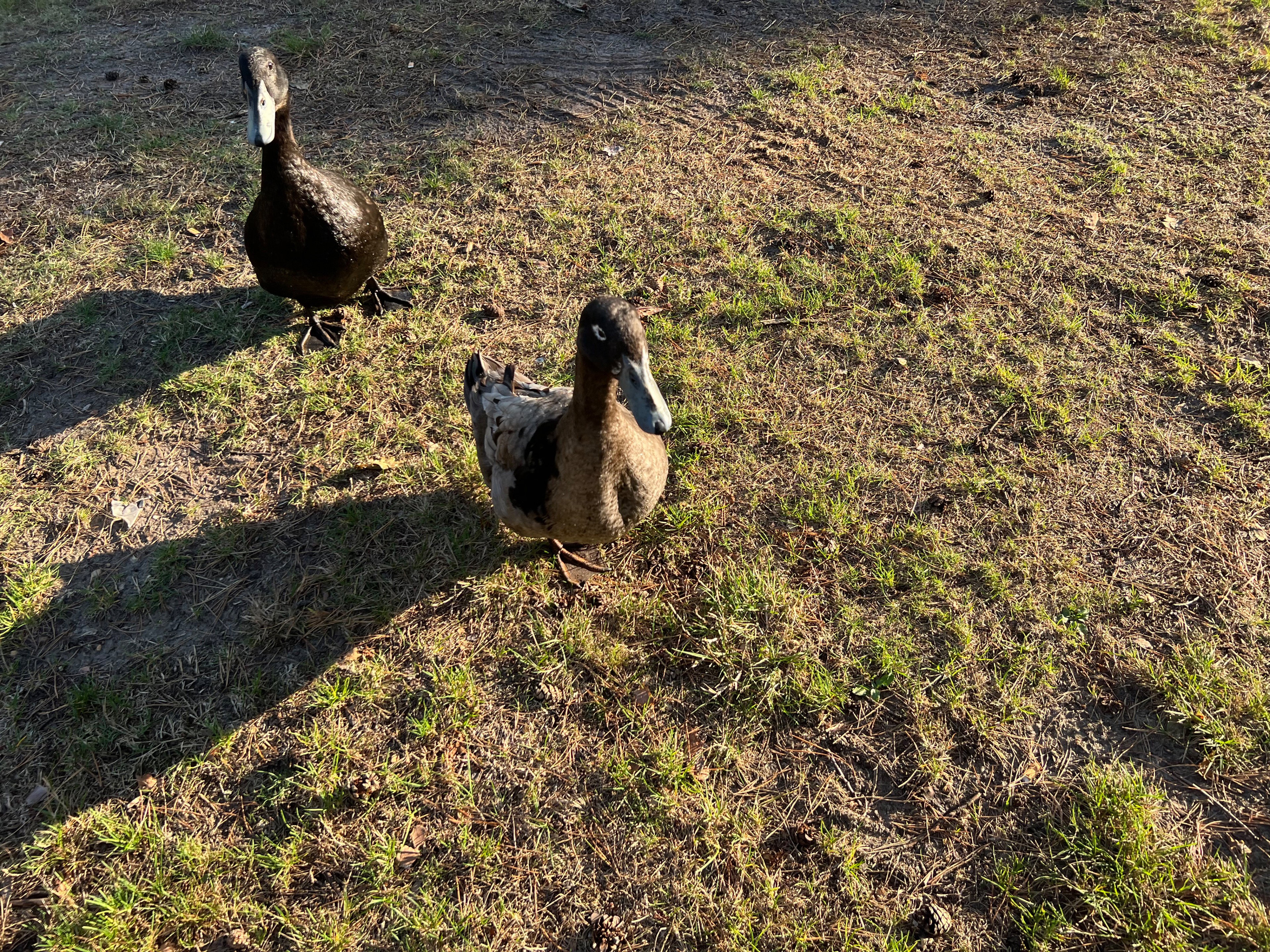 Natuurhuisje in Stramproy