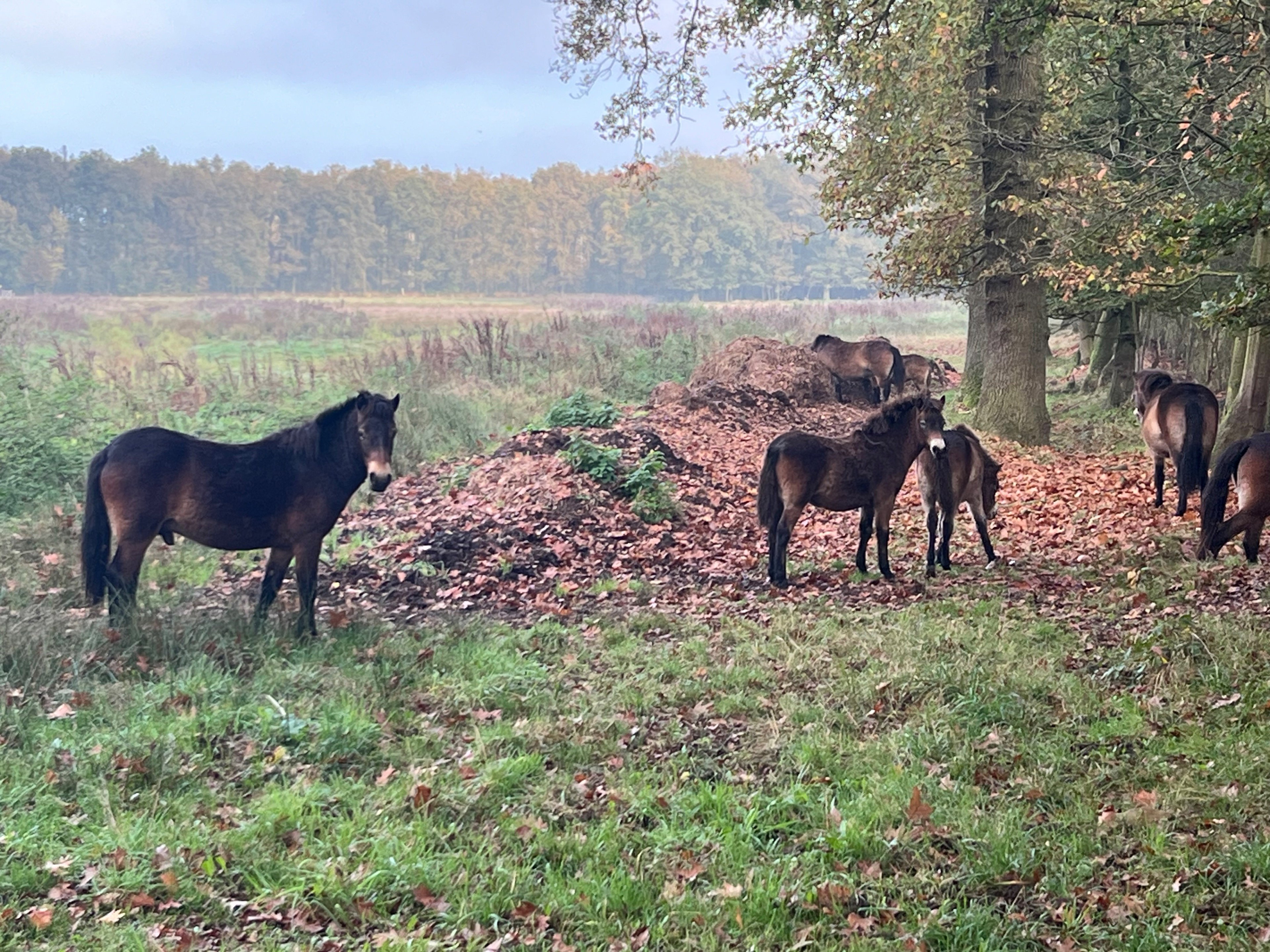 Natuurhuisje in Stramproy