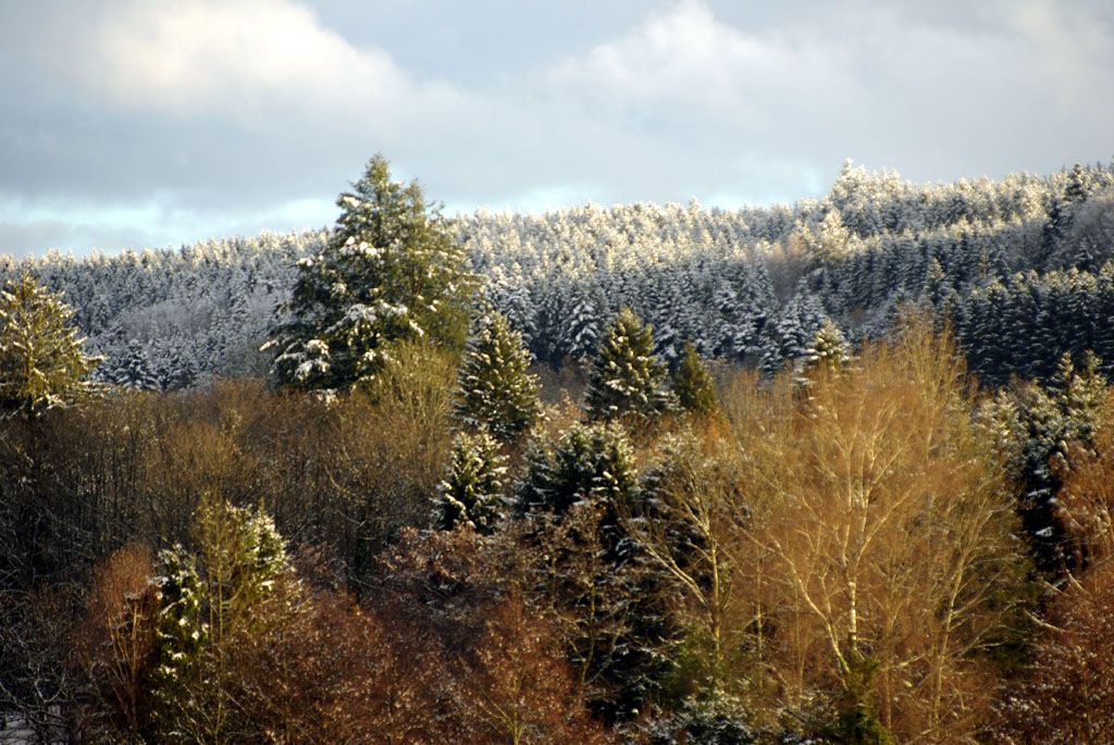 - image: 13