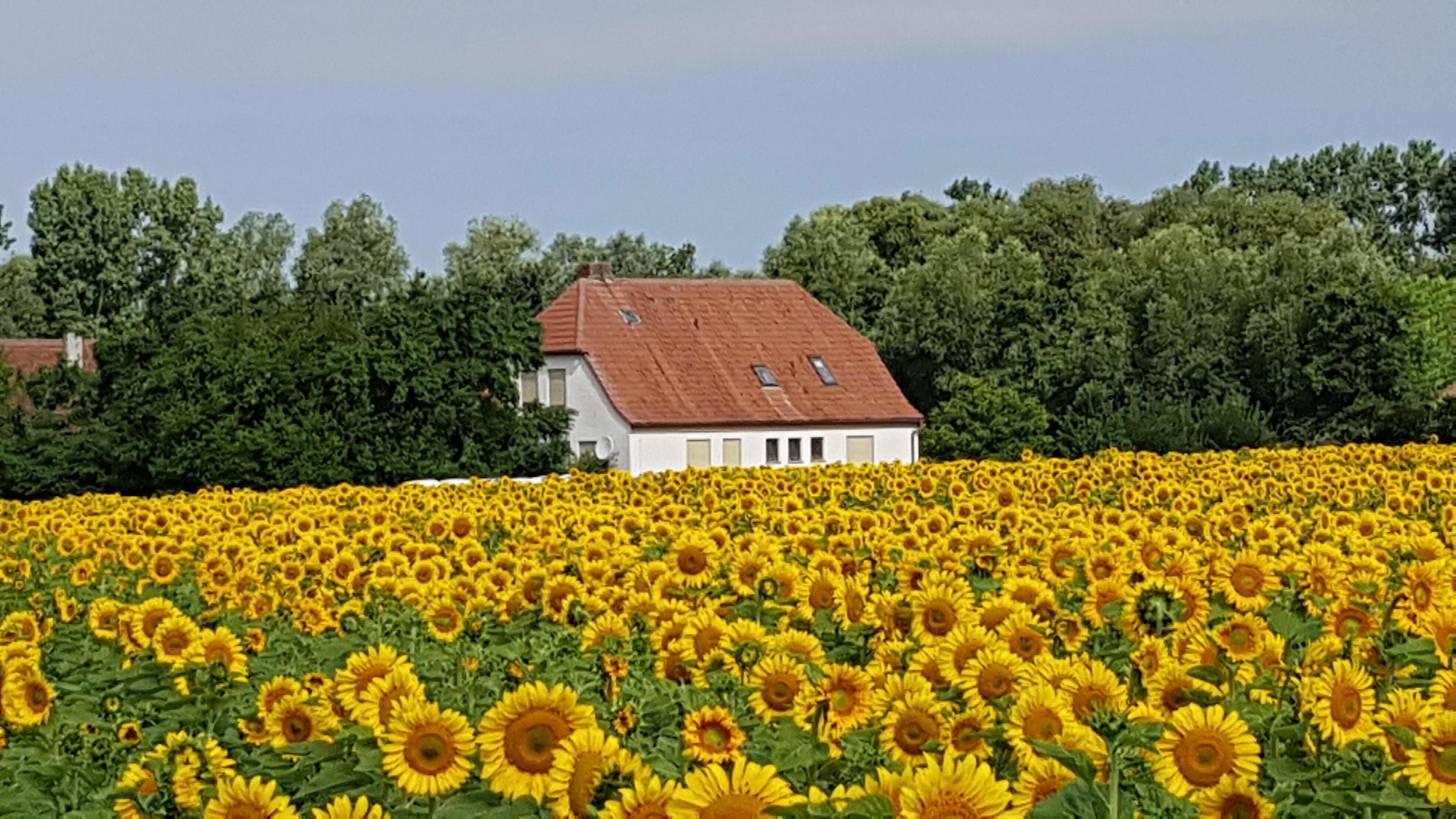 Nature house in Castell