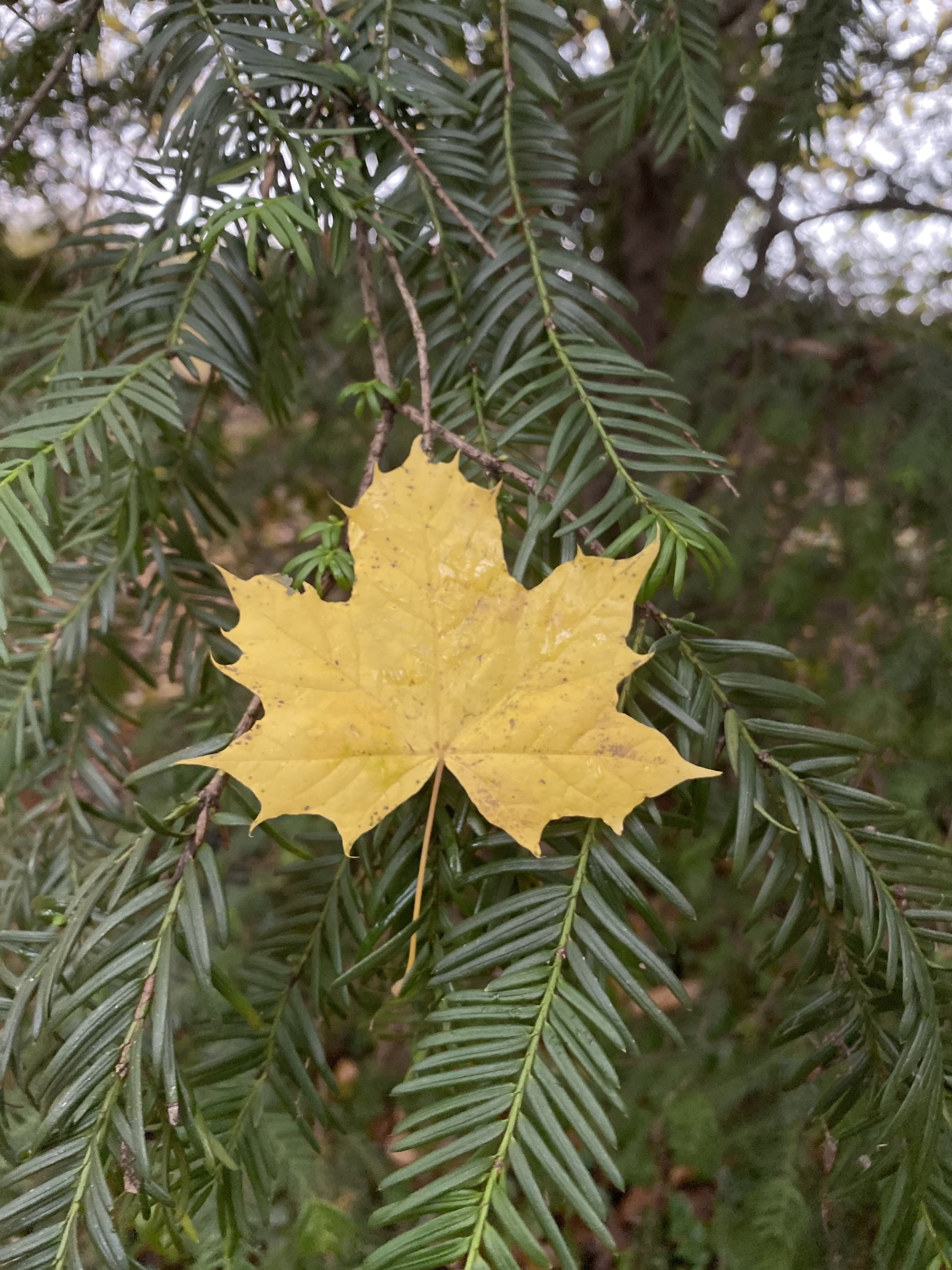 Natuurhuisje in Twello