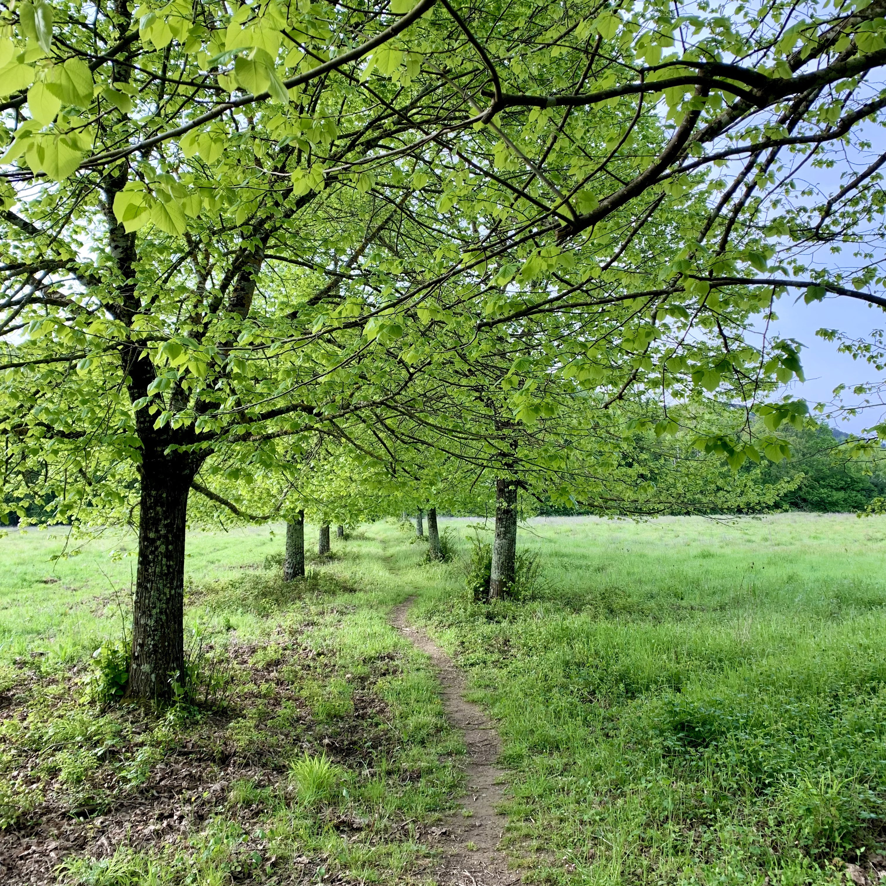 Natuurhuisje in Sovicille
