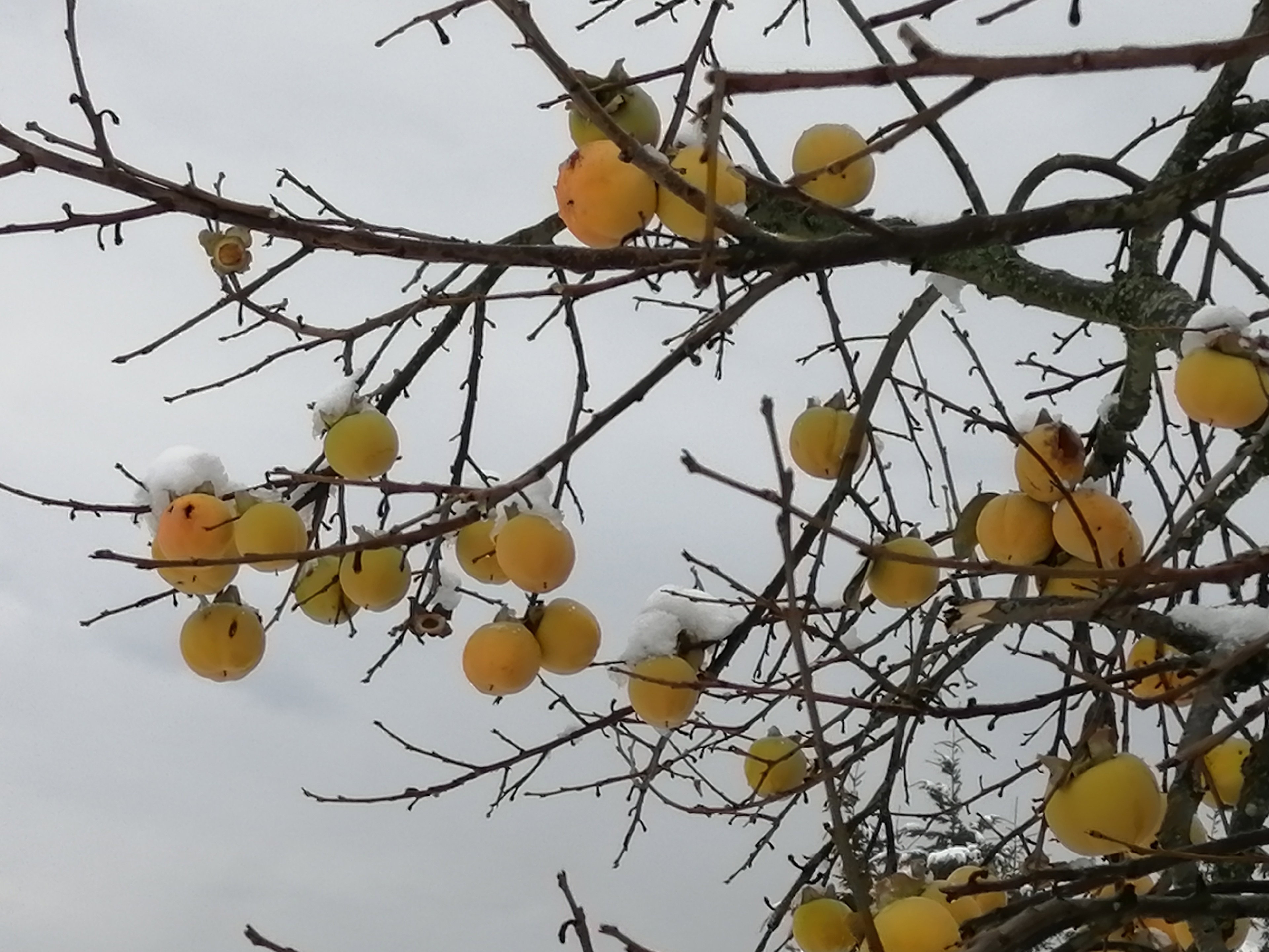 Naturhäuschen in St. Anna am Aigen