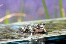 Naturhäuschen in Ponte da Barca
