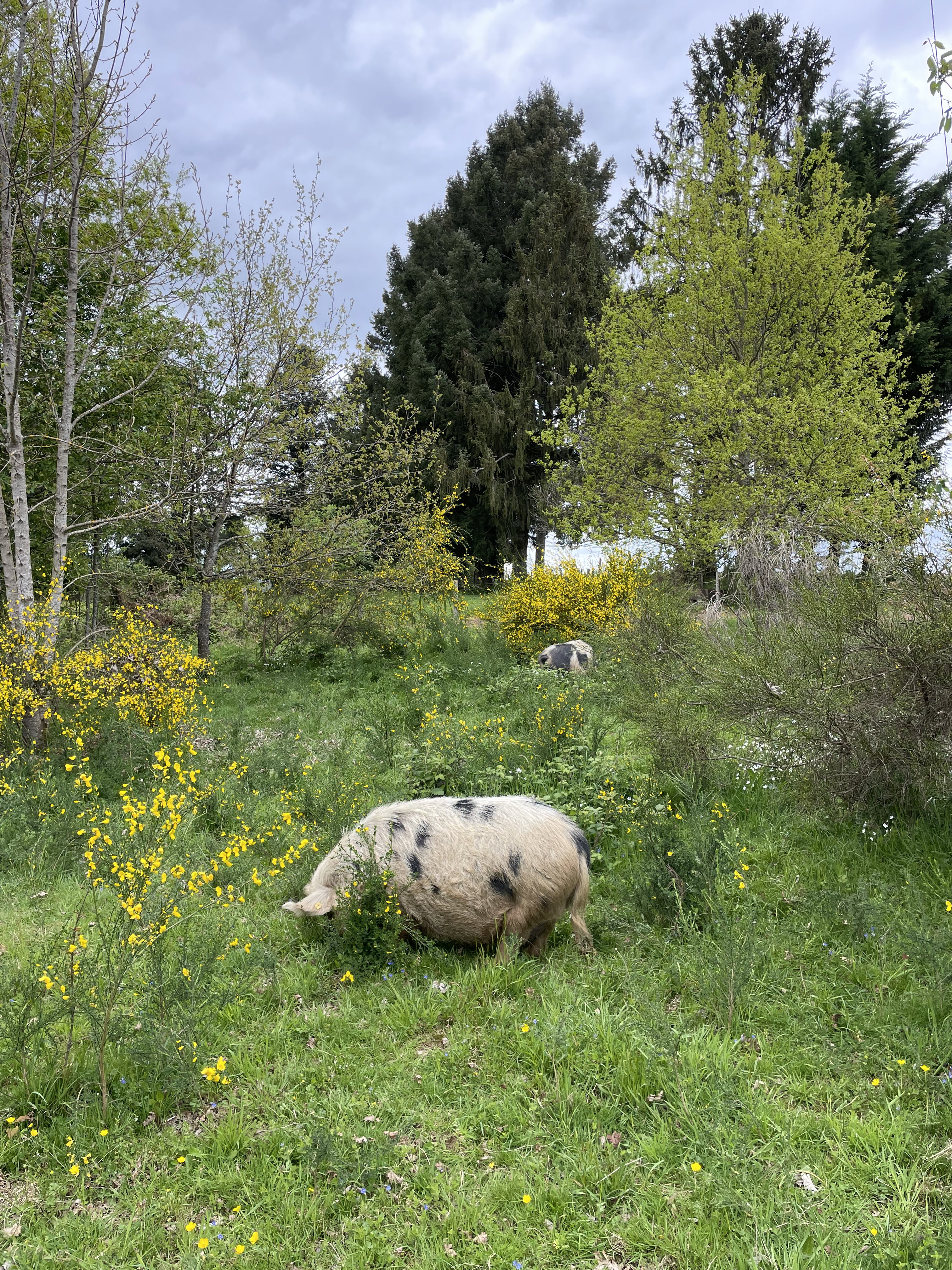 - image: 33
