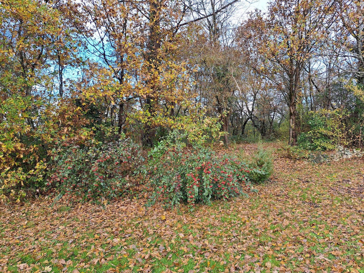 - image: 11