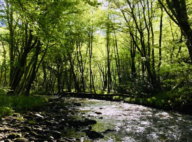- image: 12