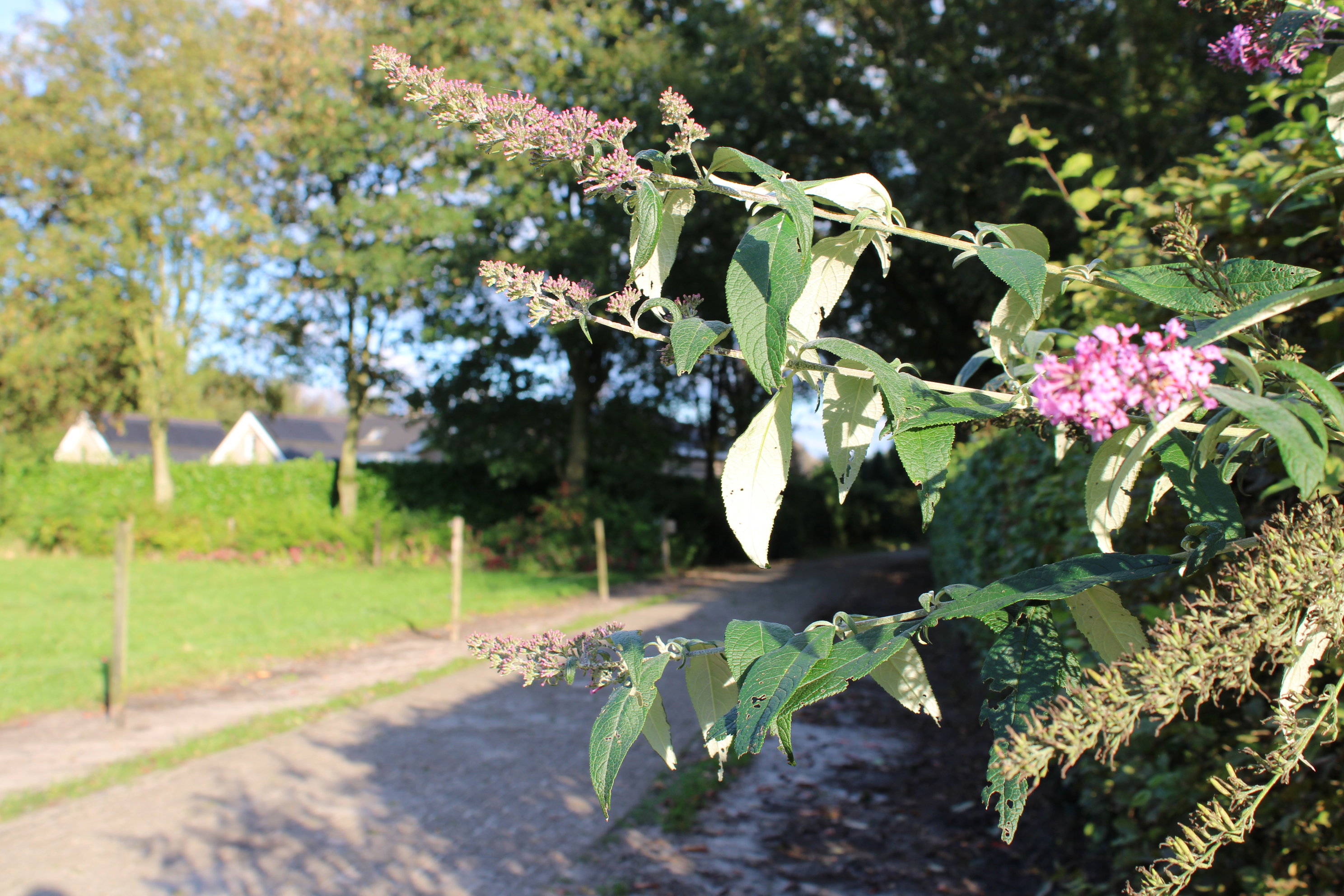 Naturhäuschen in Schijf