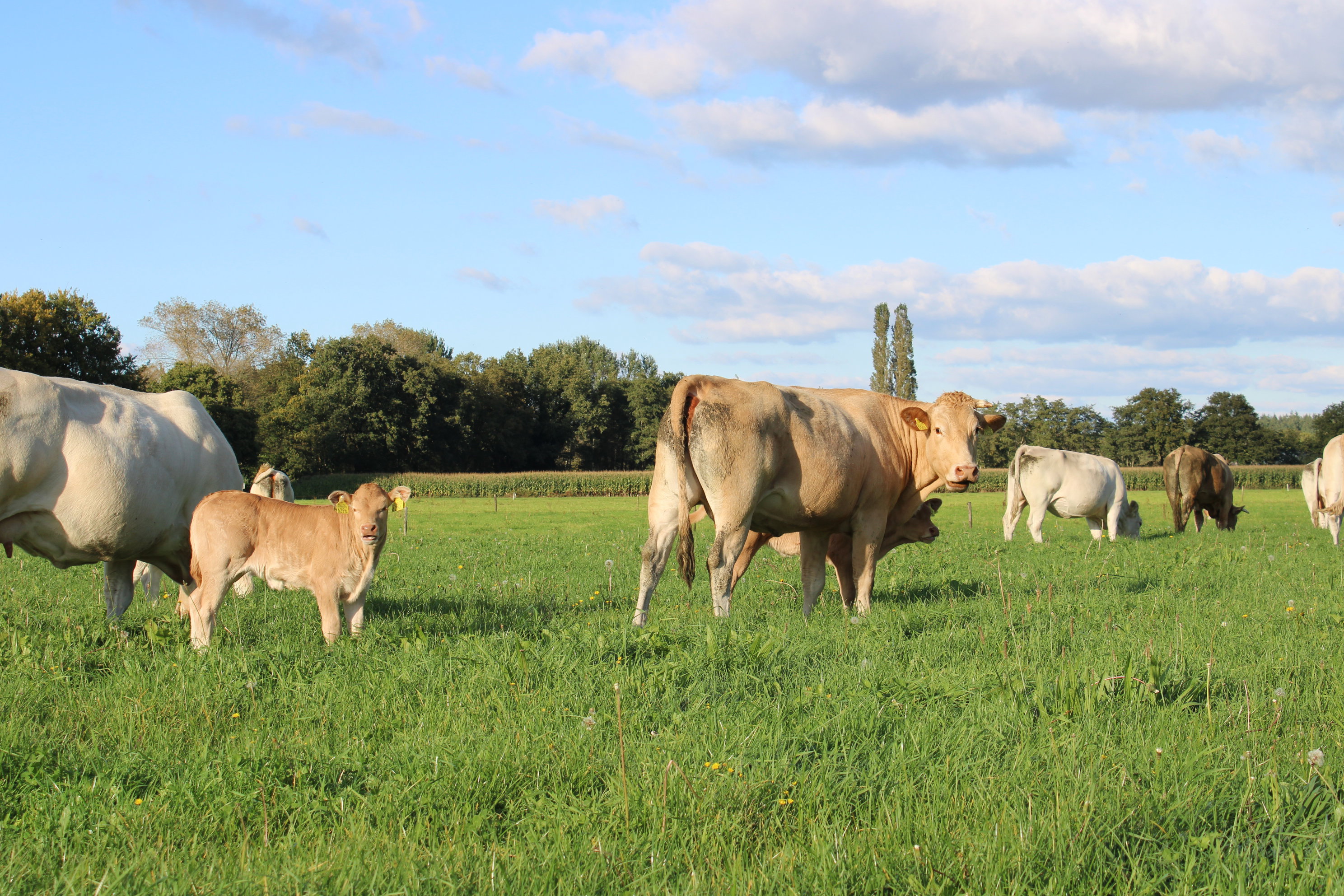 Naturhäuschen in Schijf