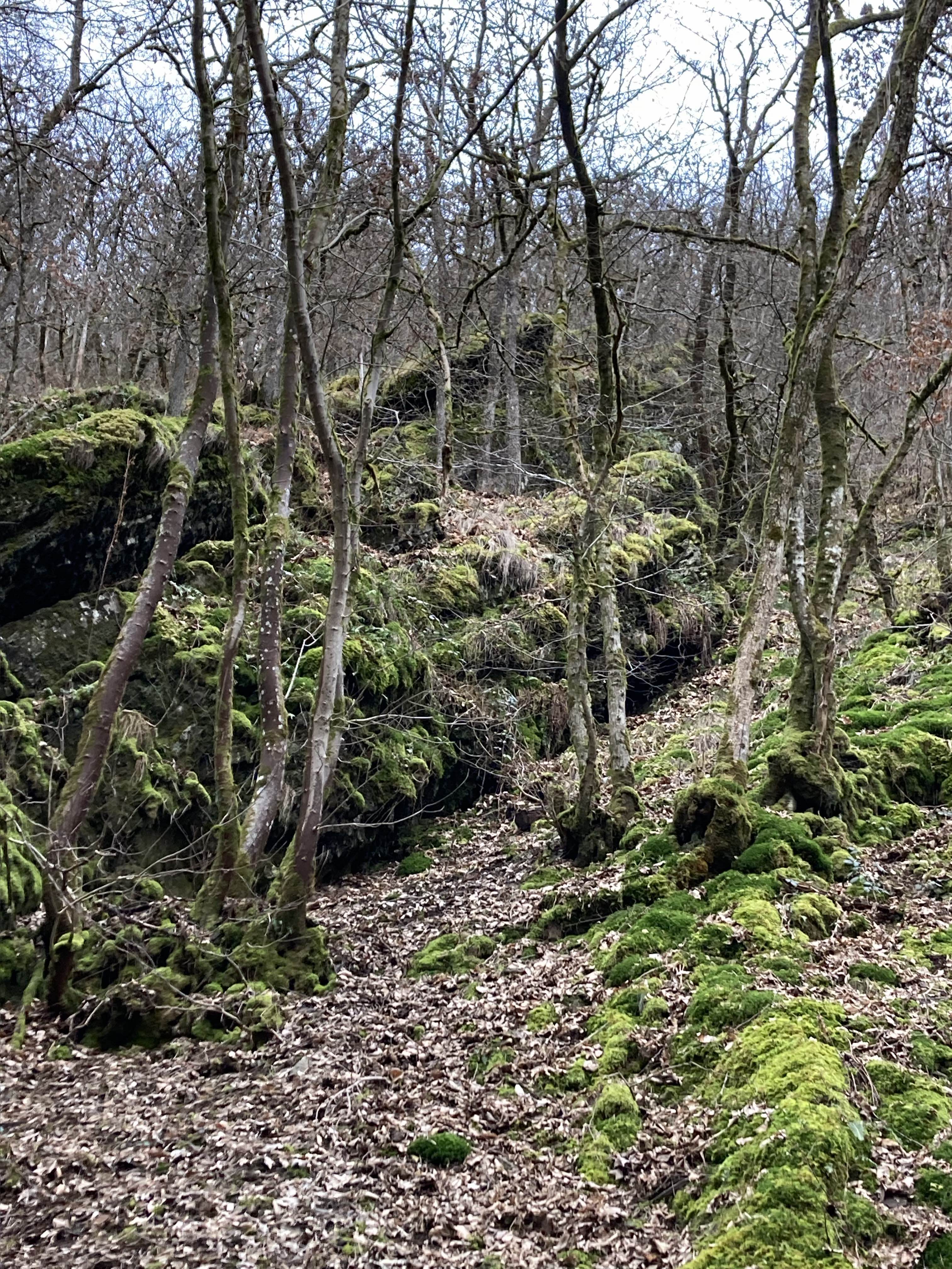 Natuurhuisje in Gemünd