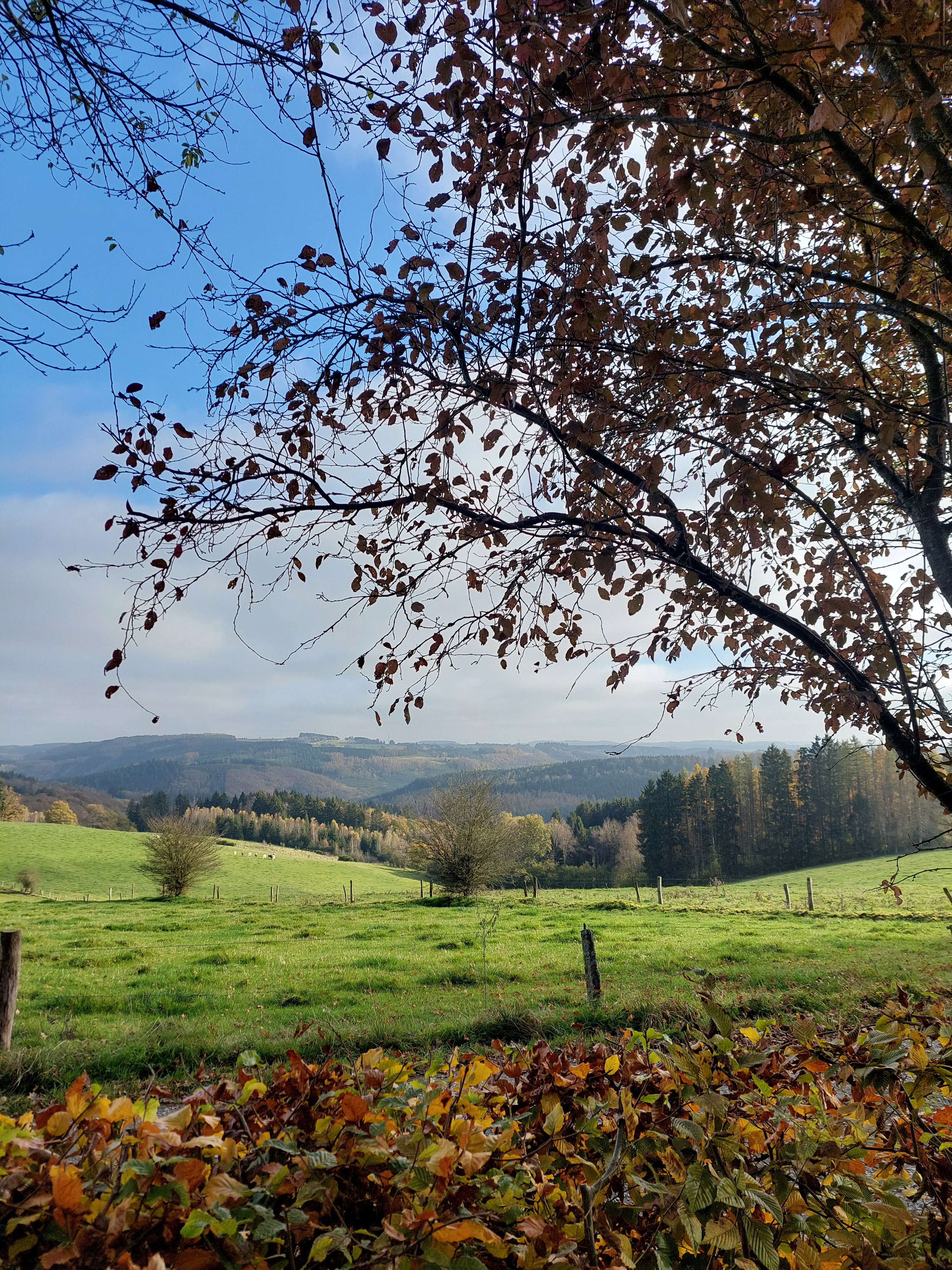 Casa nella natura a La Roche en ardenne