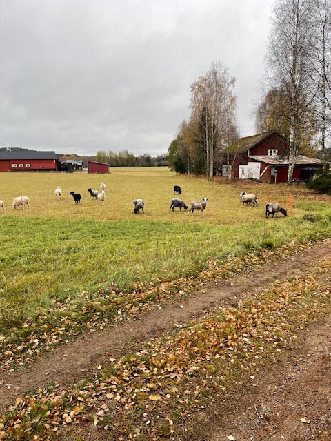 - image: 20
