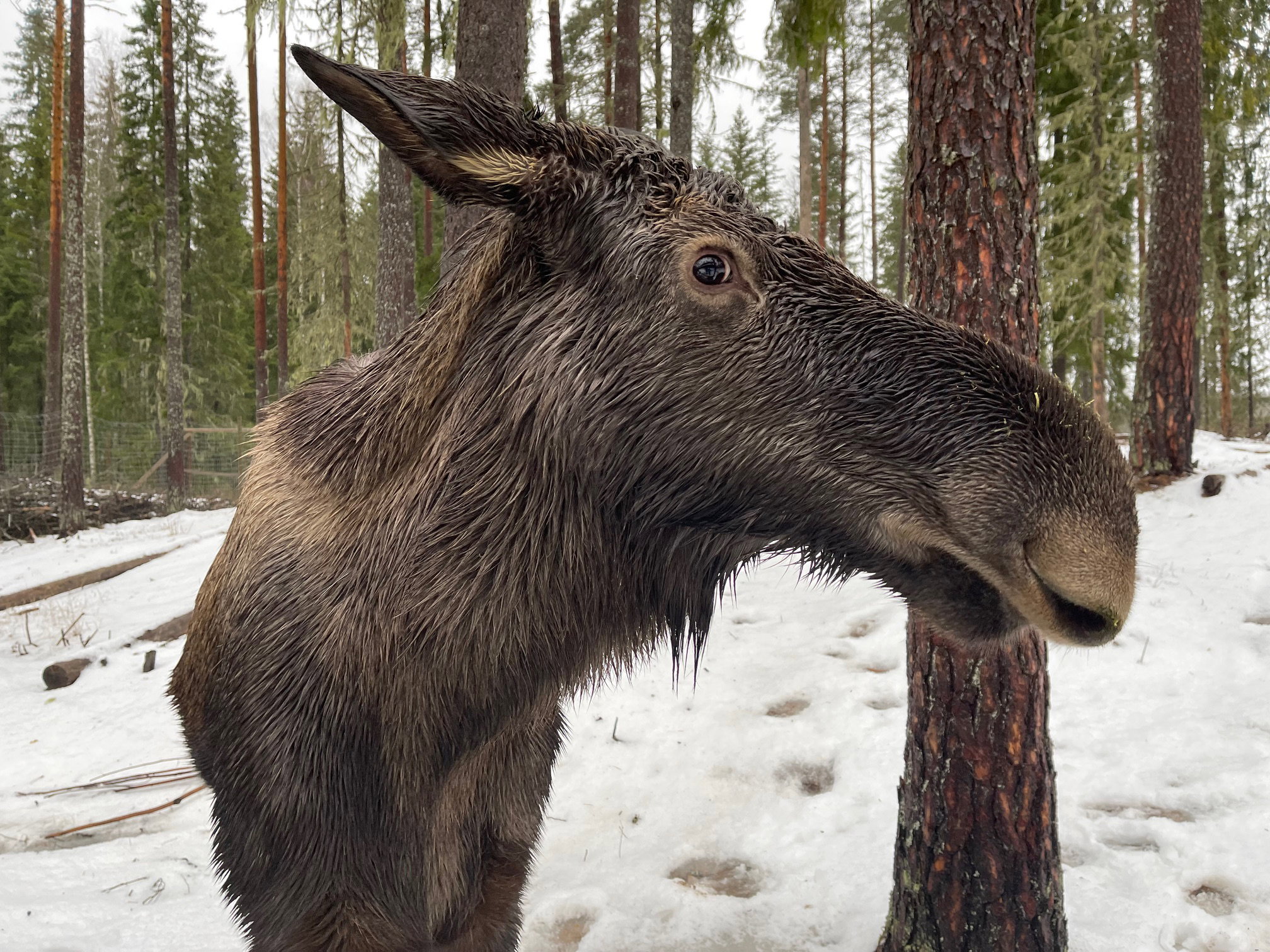 Casa nella natura a Ekshärad