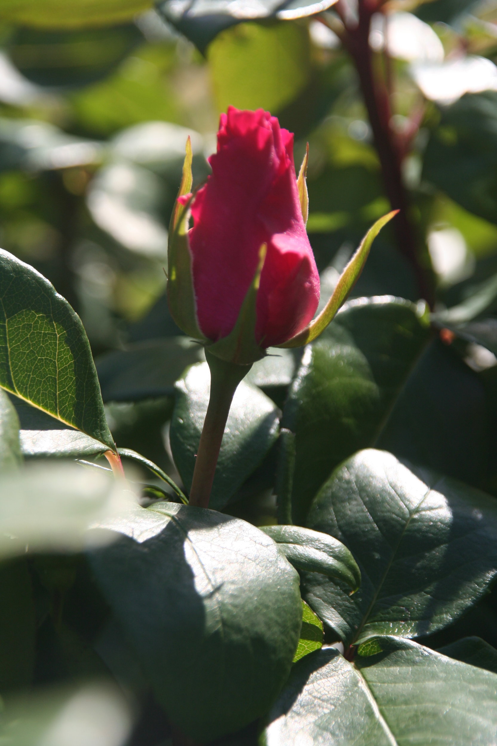 - image: 12