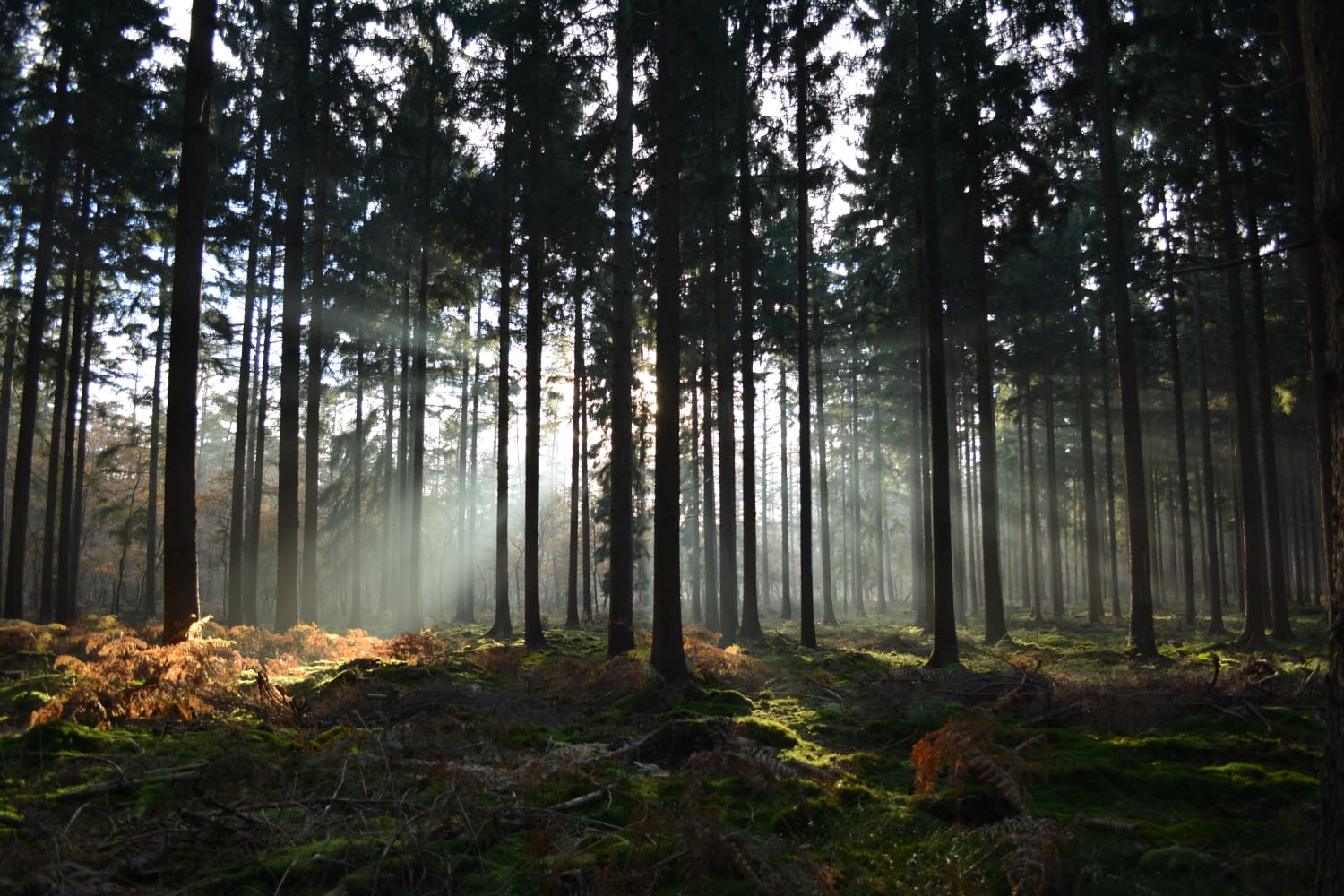 Natuurhuisje in Putten Koudhoorn