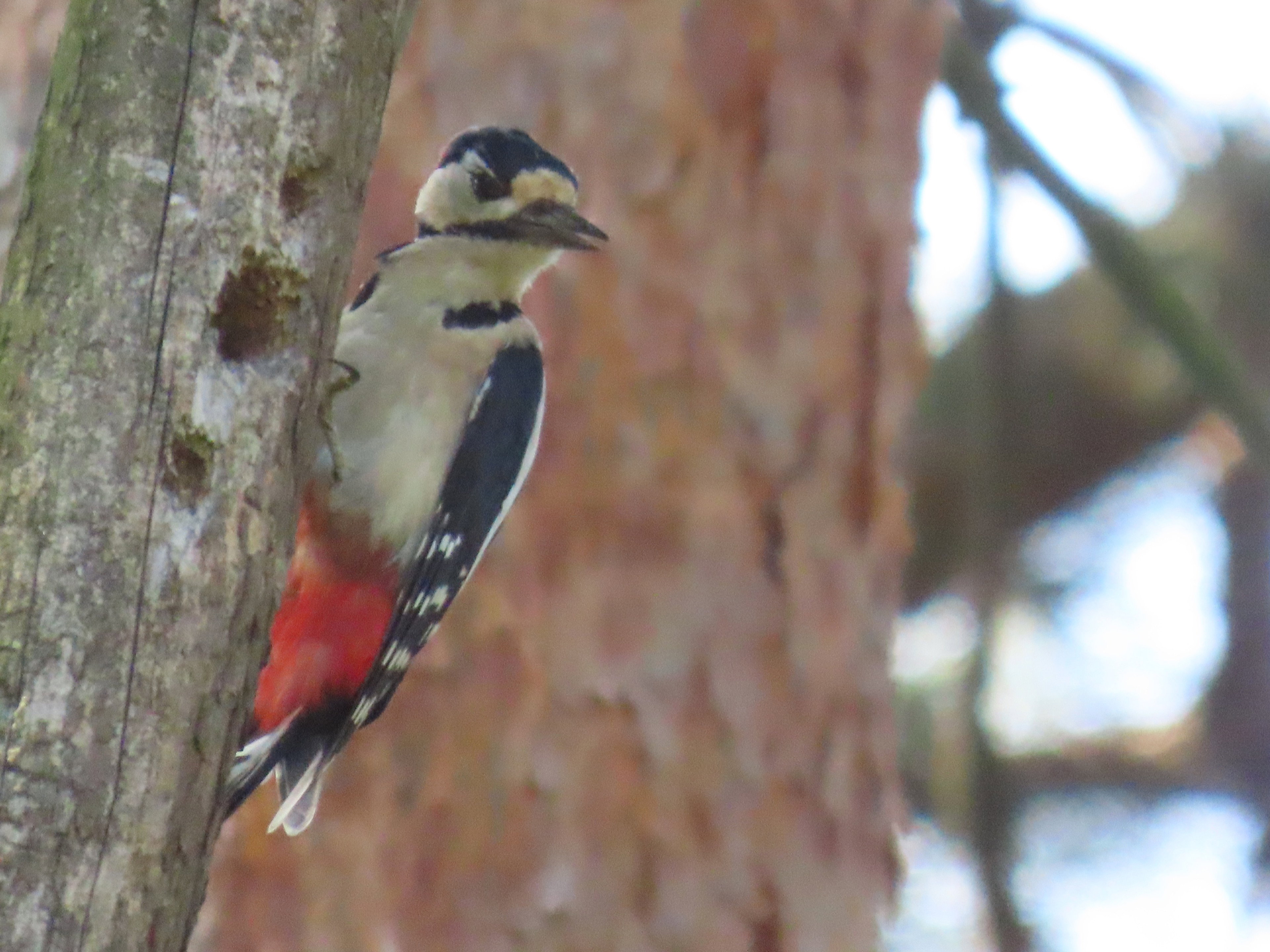 Naturhäuschen in Meijel